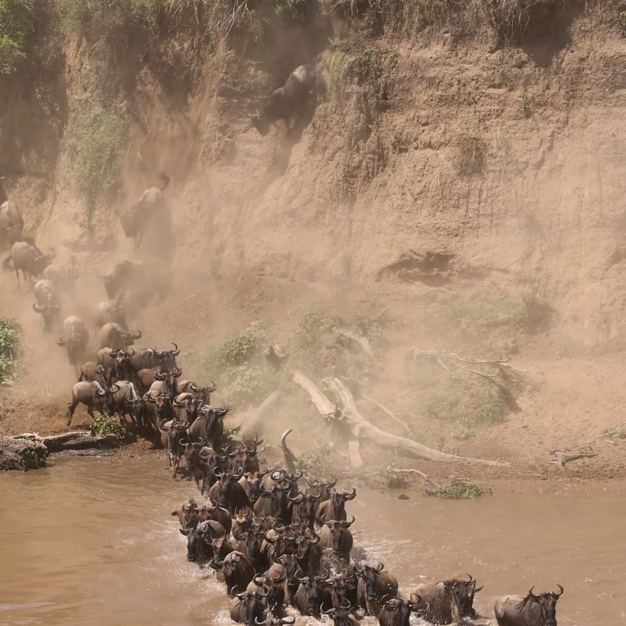 Serengeti Wildebeest Migration: Tanzania Budget Safari Tours