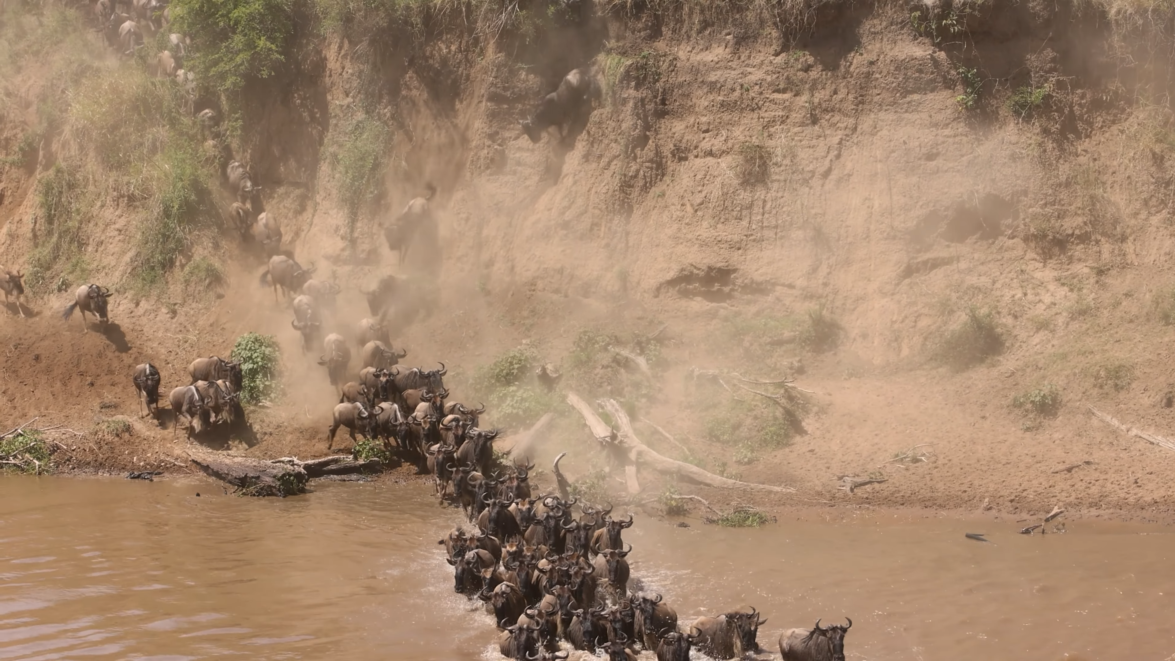Serengeti Wildebeest Migration: Tanzania Budget Safari Tours