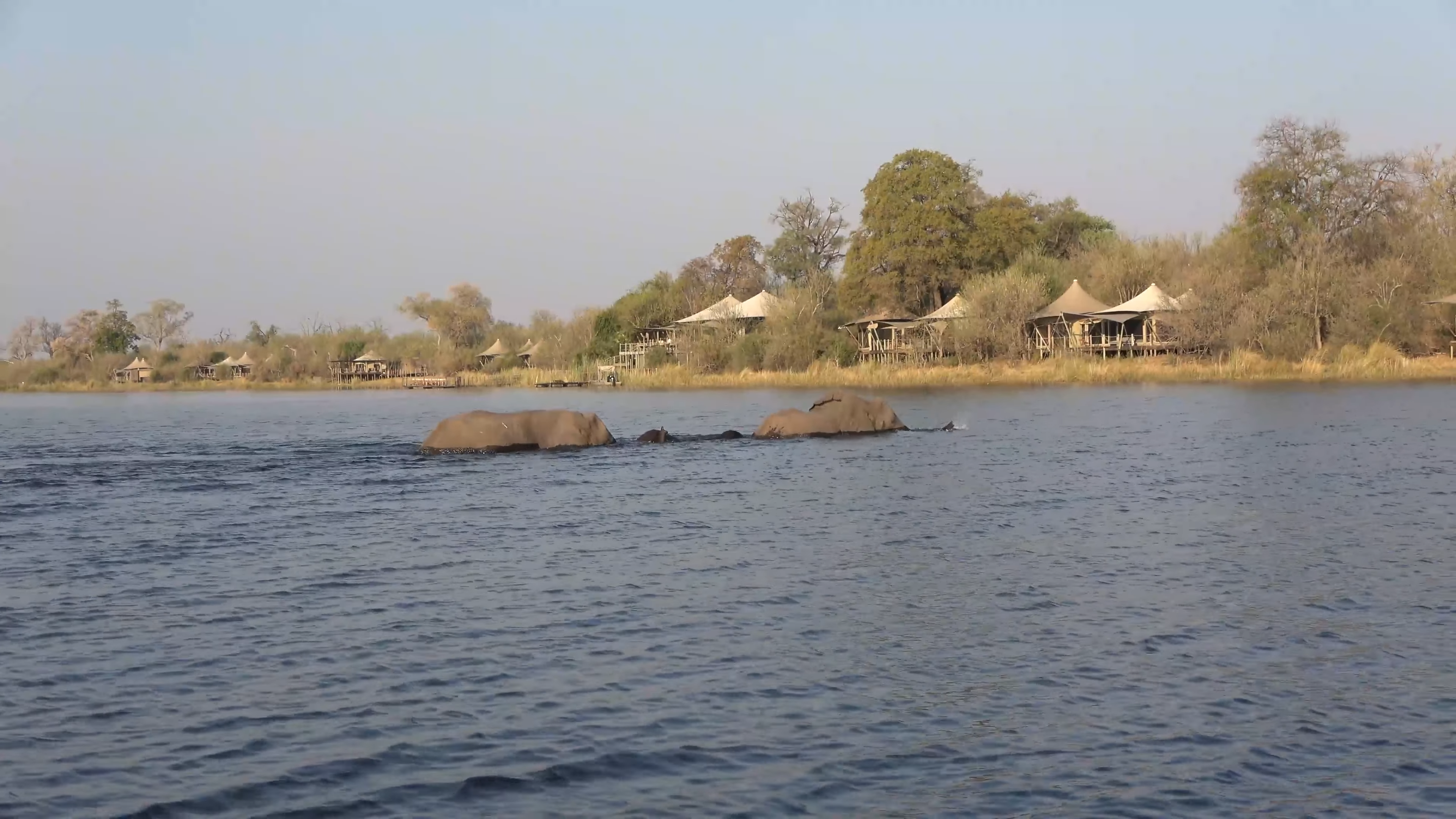 Elephant Tracking In Linyanti