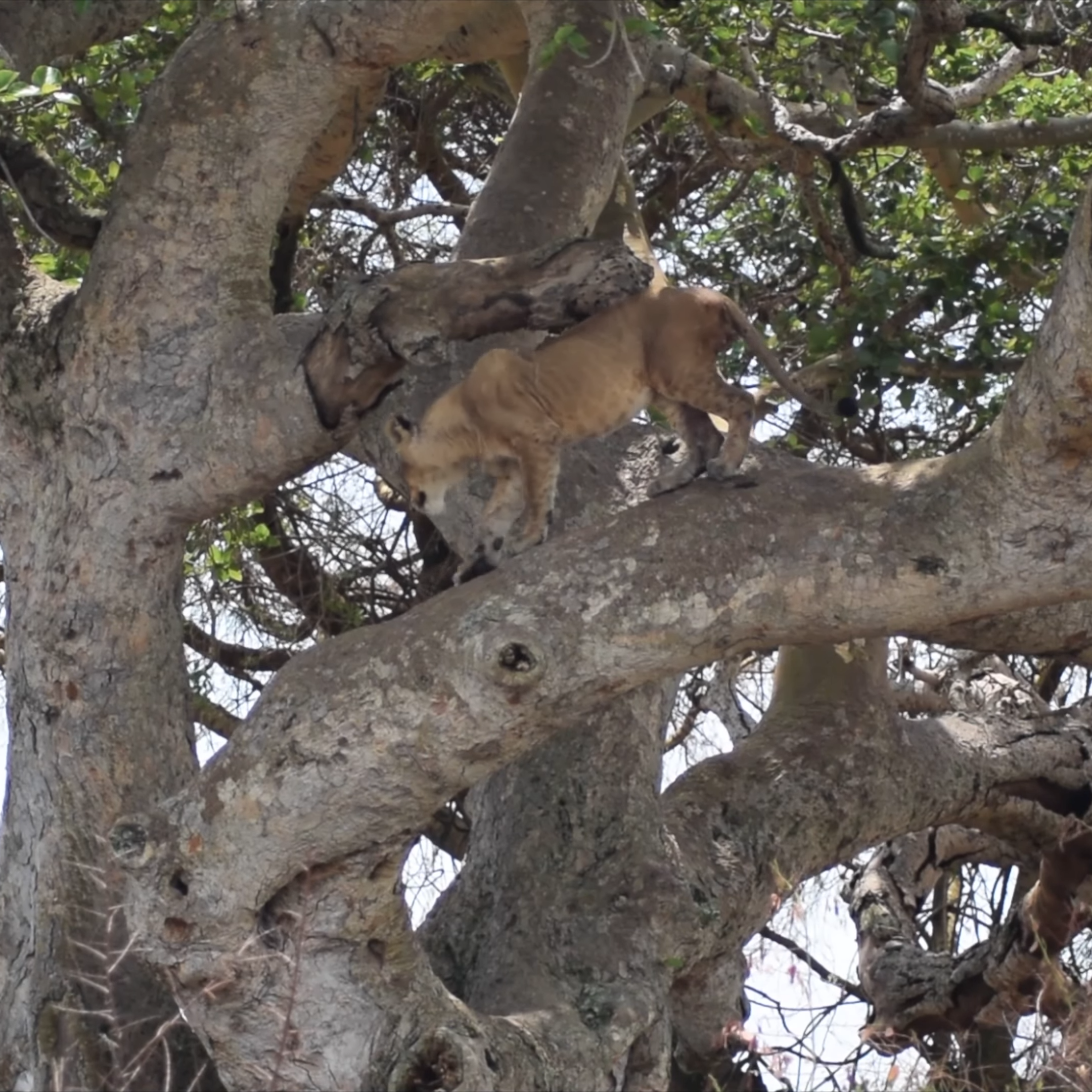 Ishasha Tree Climbing Lions: Affordable Uganda Safaris