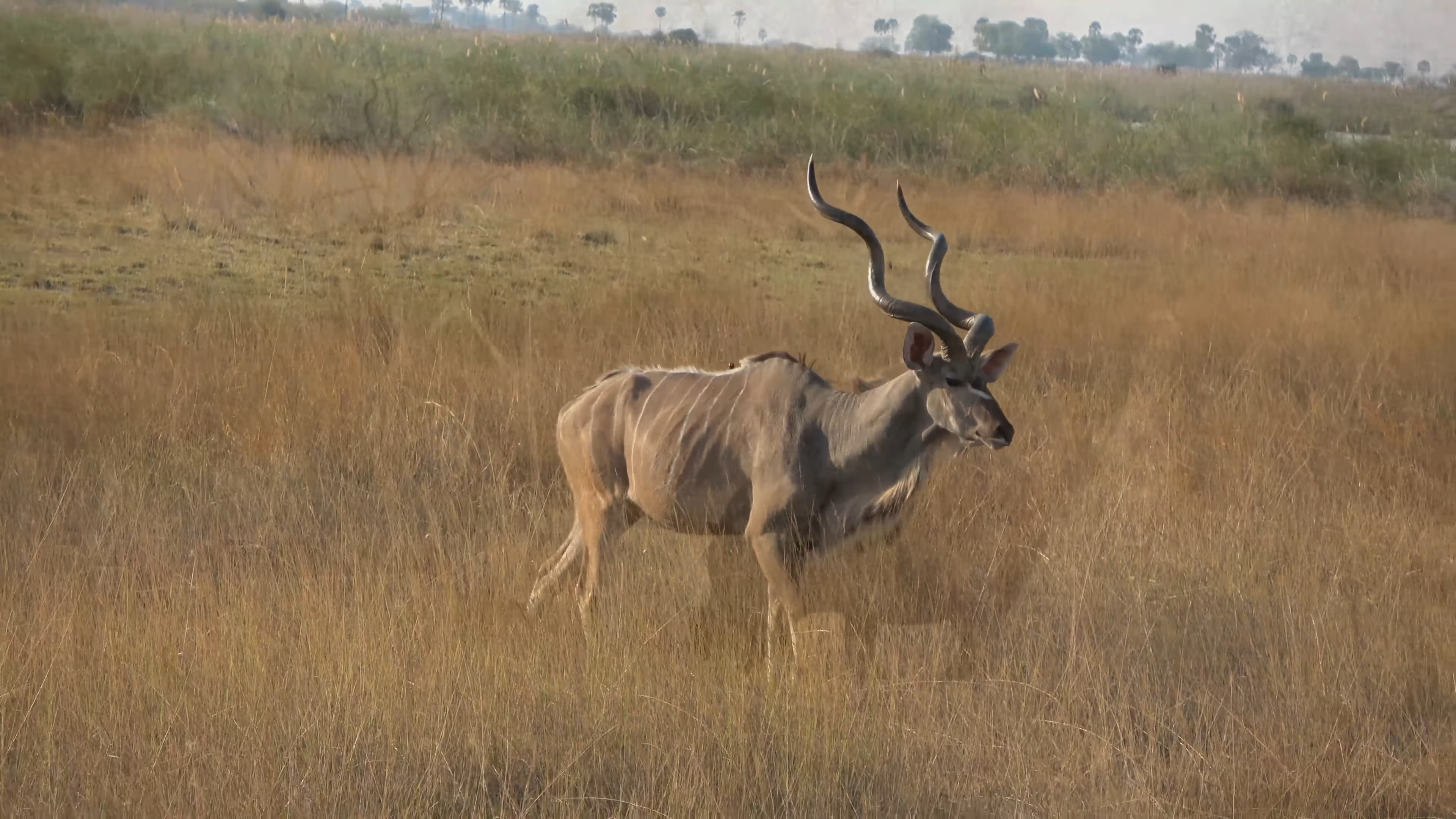 Linyanti Wildlife Reserve