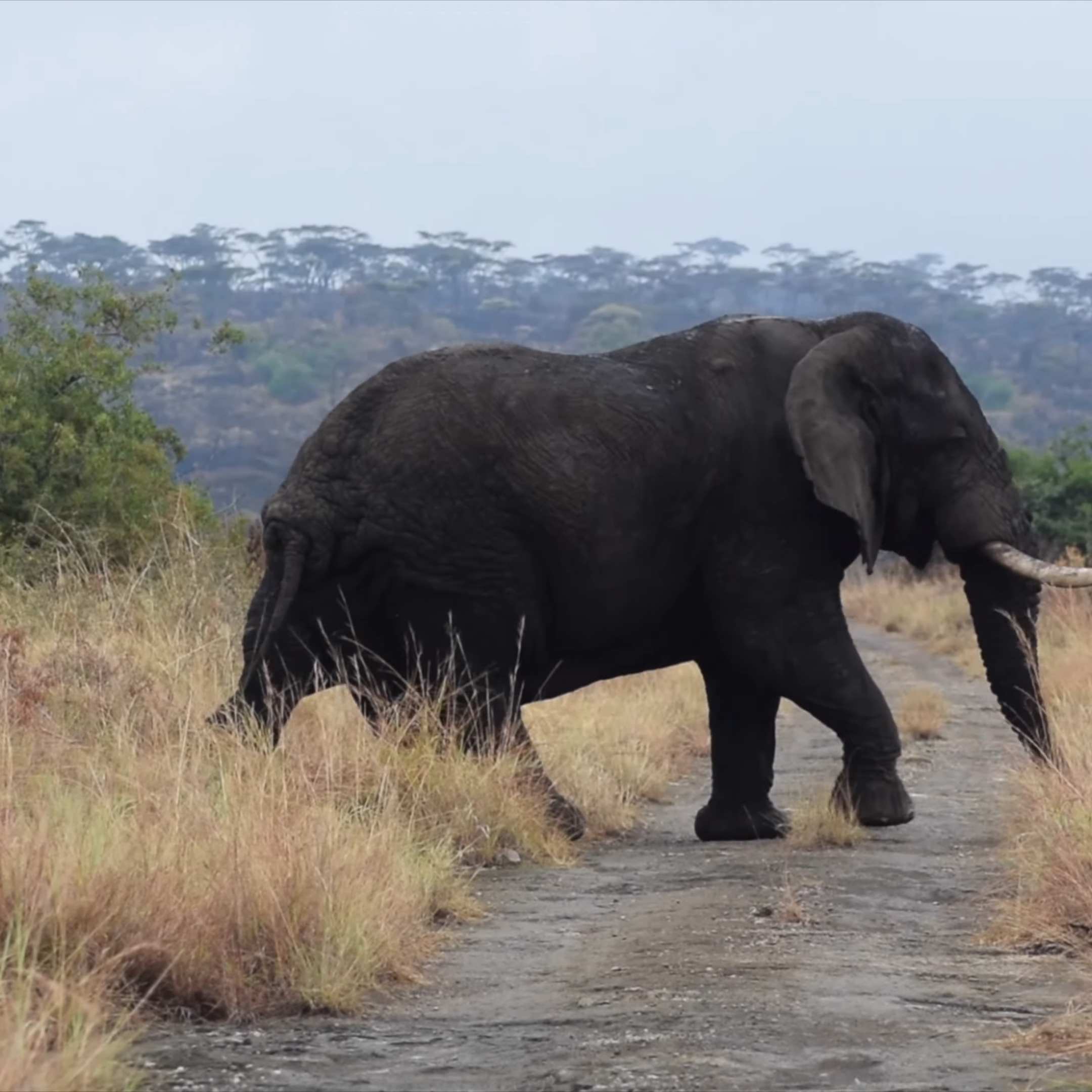 5-Day Uganda Big 5 and Chimp Safari