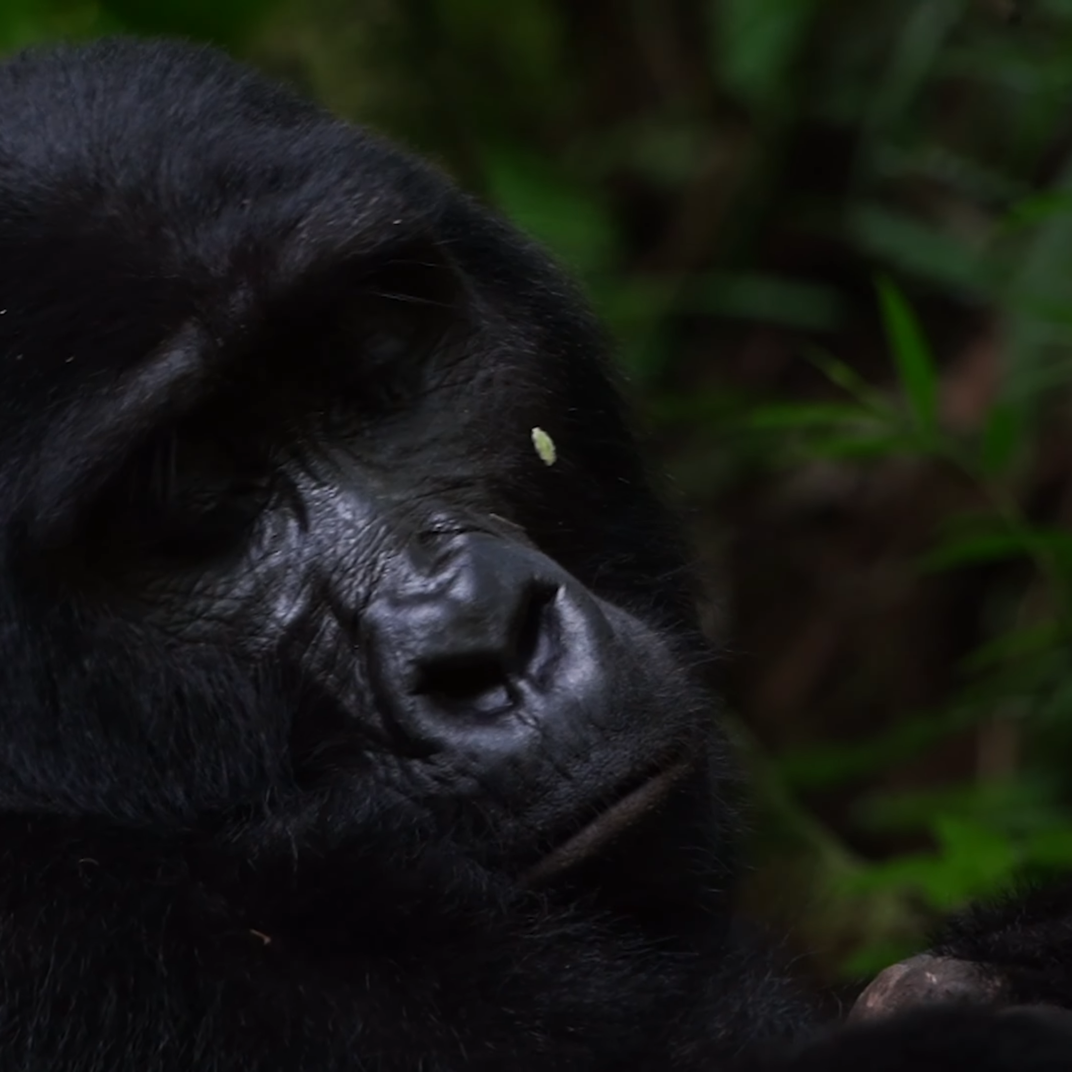 Bwindi Gorilla trek from Kigali: Affordable Uganda Safaris