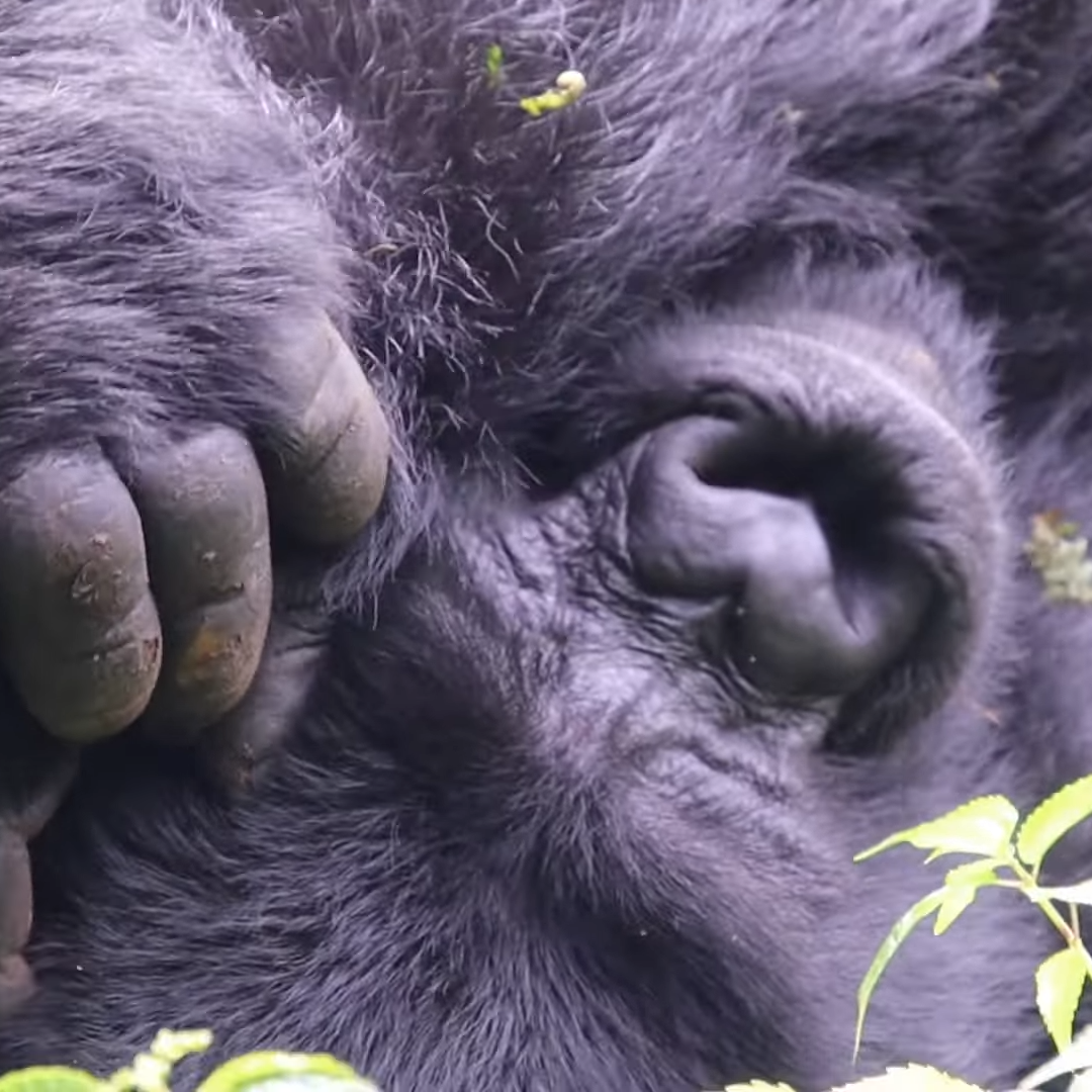 Bwindi Gorilla Trekking Bwindi Gorilla Trekking: