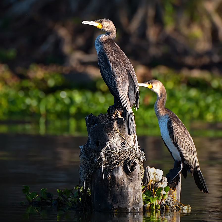 6-Day Kenya Birdwatching Tour_Mtembezi African Safaris & Vacations