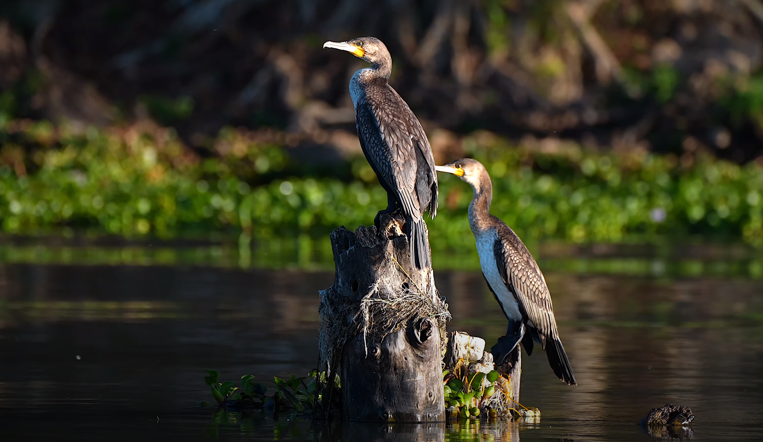 6-Day Kenya Birdwatching Tour_Mtembezi African Safaris & Vacations