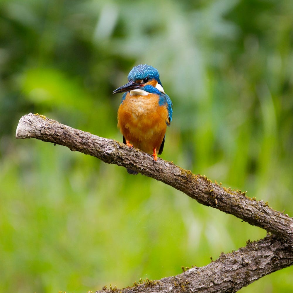 Common Kingfisher (Alcedo atthis) Rwanda Birdwatching Safaris: Common Kingfisher (Alcedo atthis)