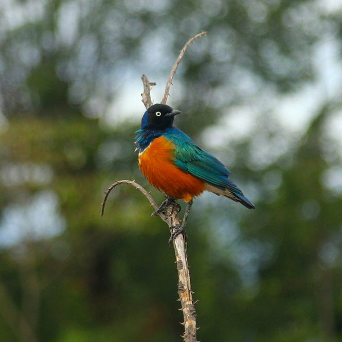Rwanda Birdwatching Safaris: Superb Starling (Spreo superbus).