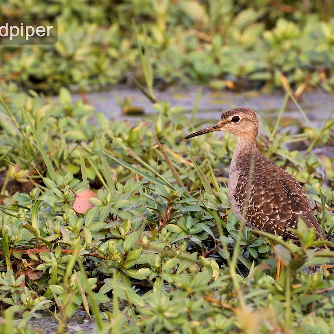 Wood Sandpiper_Botswana Birding Safari Tours_Mtembezi African Safaris