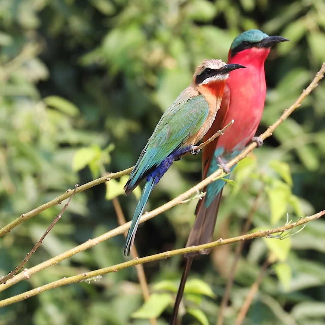 Carmine Bee-eater_7-Day Uganda Birdwatching & Wildlife_Mtembezi African Safaris Carmine Bee-eater: 7-Day Birdwatching Wildlife Adventure: Uganda Birding: Mtembezi African Safaris