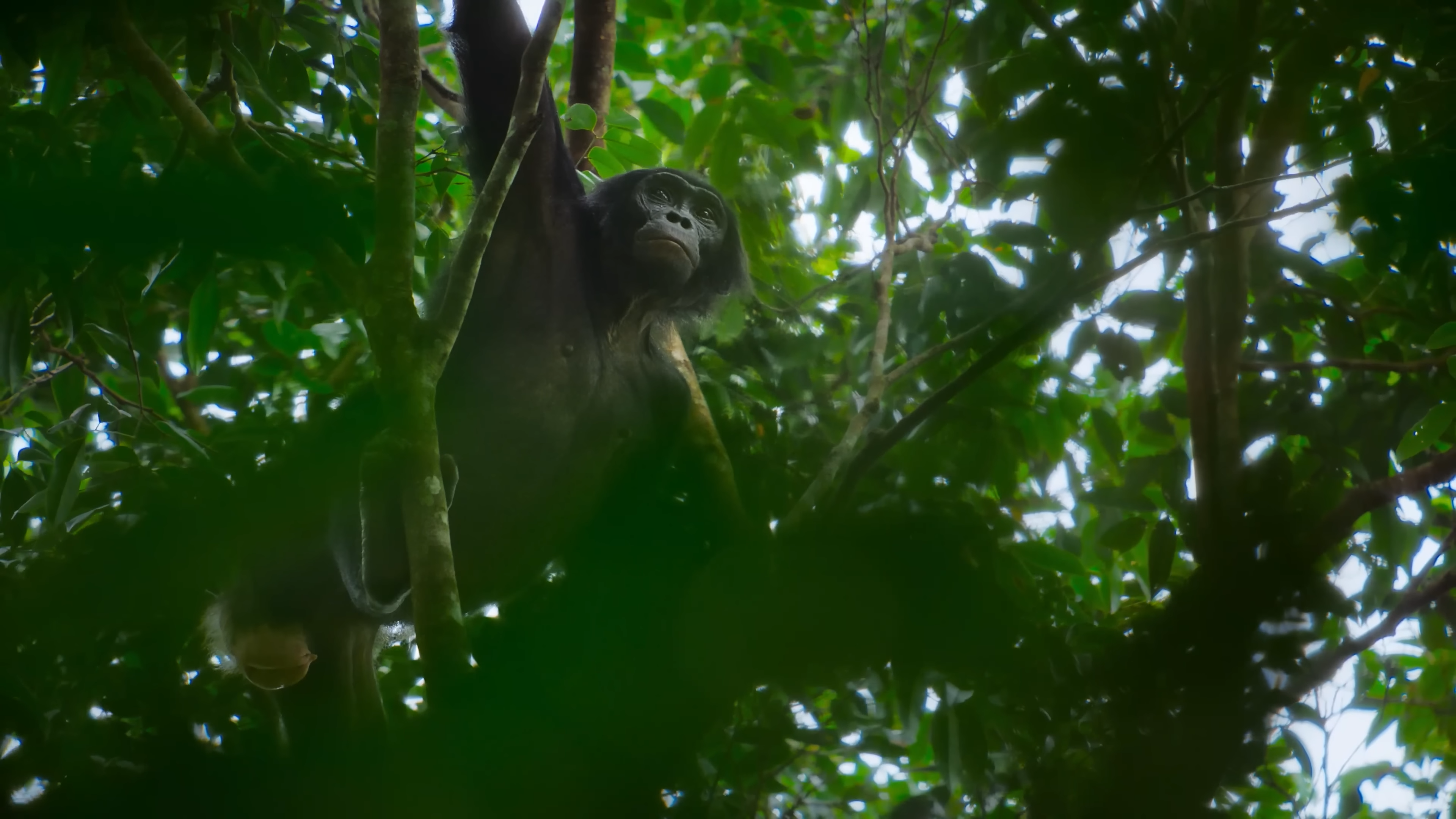 African Great Apes Bonobos 