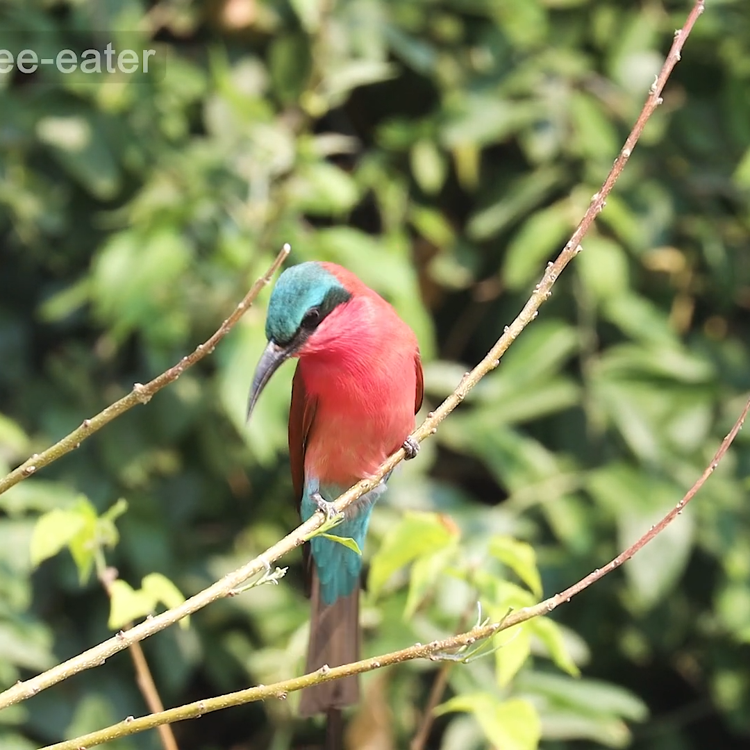 Carmine Bee-eater_Botswana Birding Safari Tours_Mtembezi African Safaris