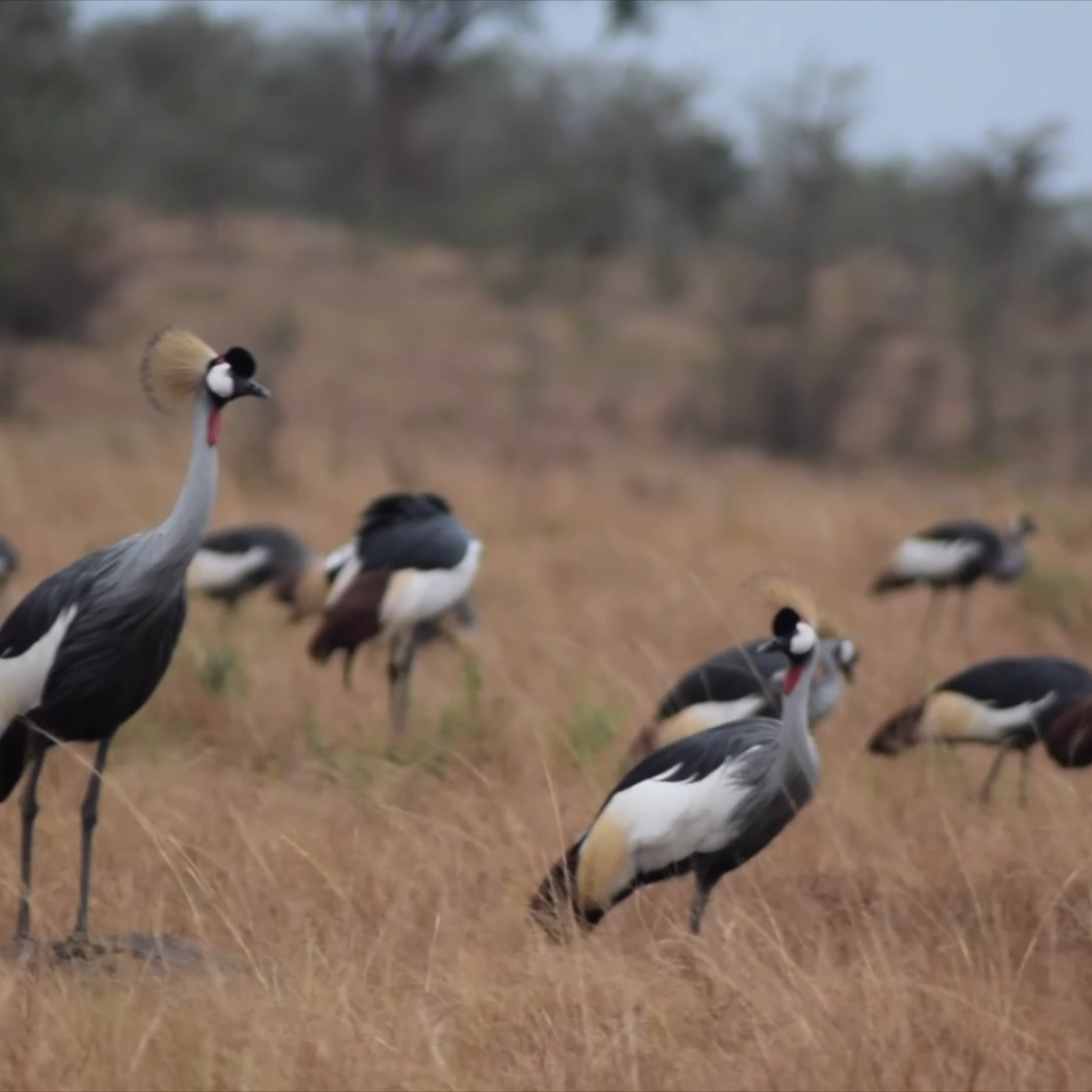 Crested Crane_Ugandan birding and wildlife_Mtembezi African Safaris