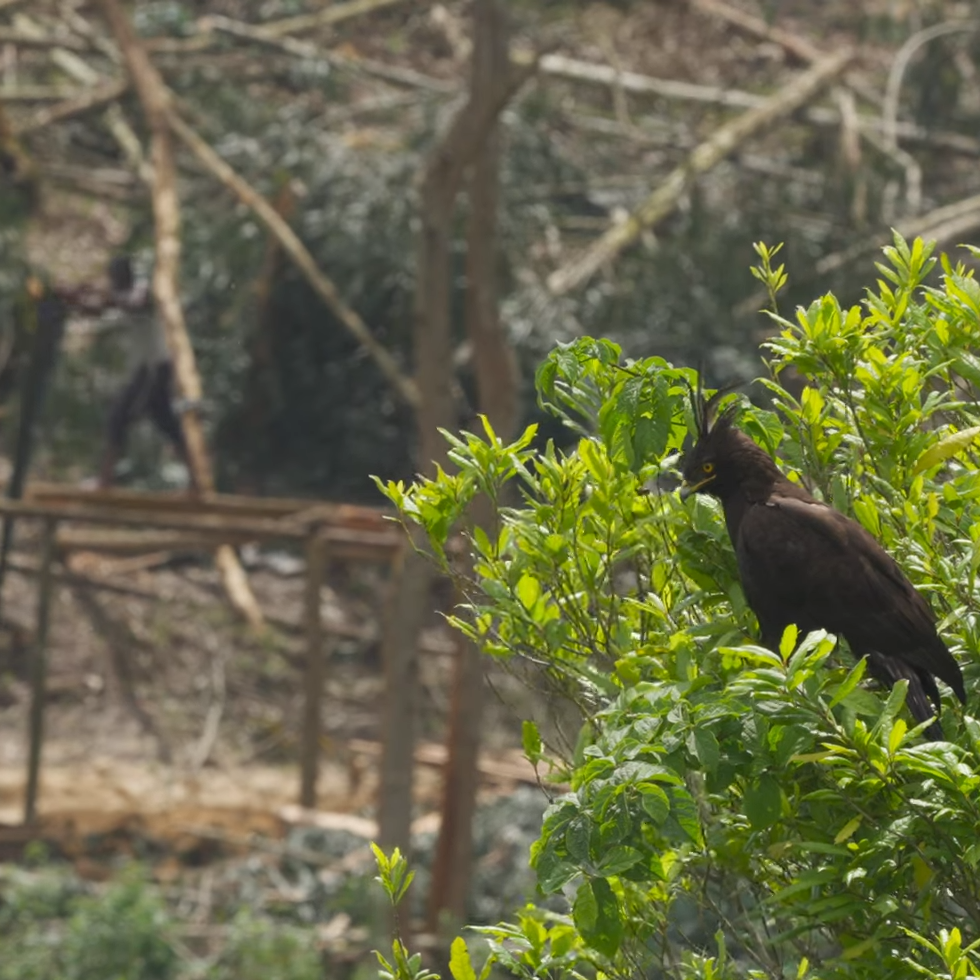 Birding in Gishwati Mukura National Park