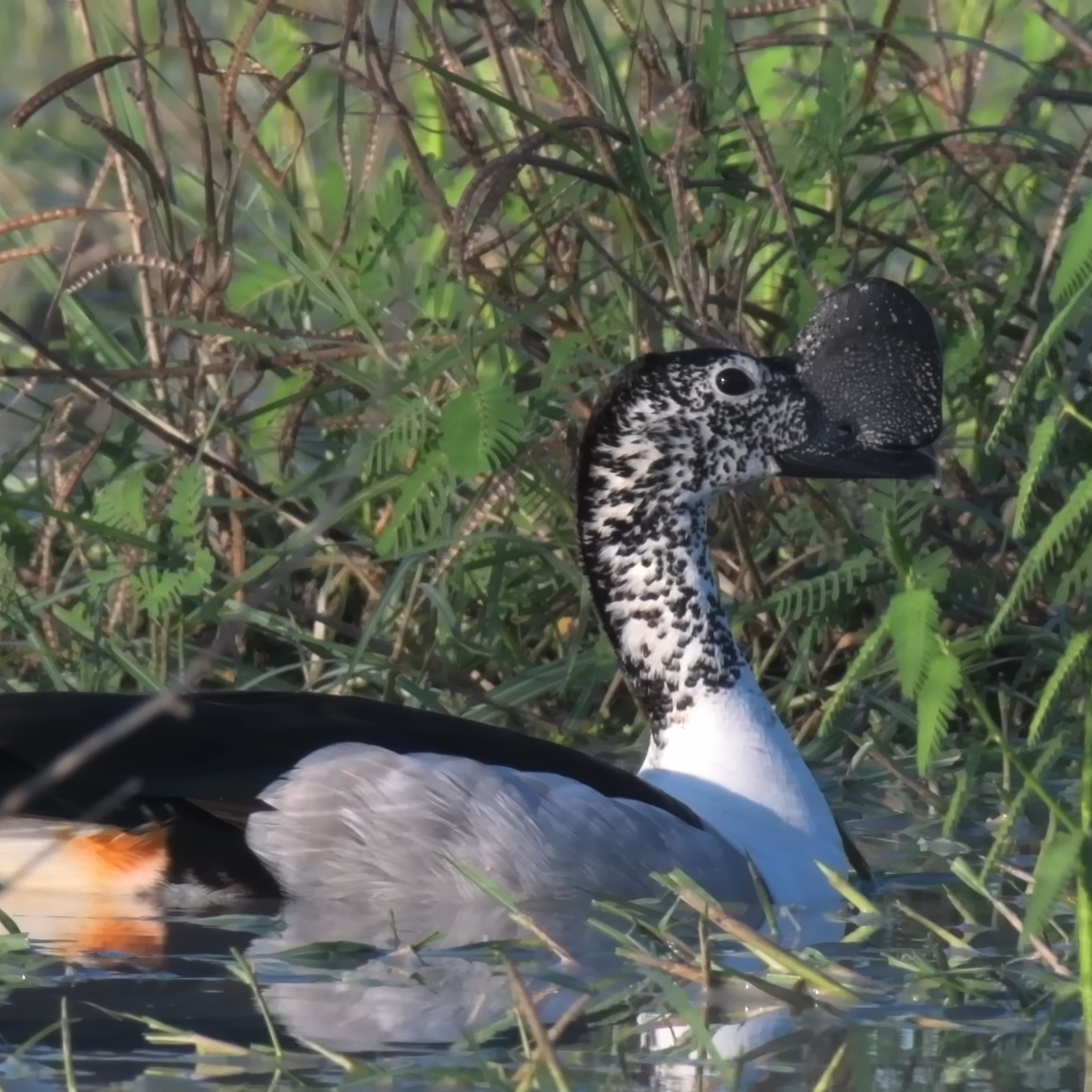 Knob-billed Duck_Botswana Birding Safari Tours_Mtembezi African Safaris