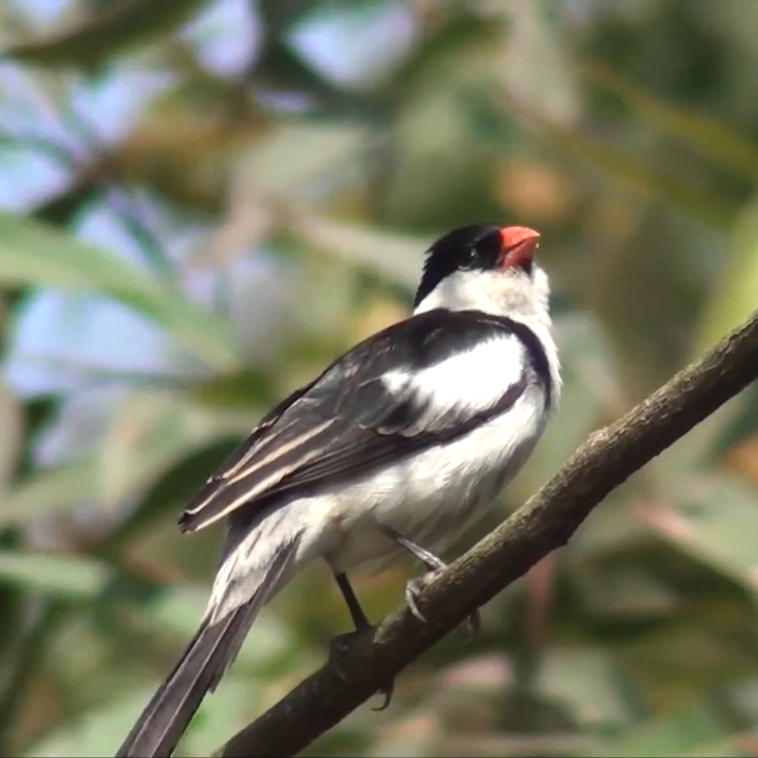 8-Day Budget Birdwatching Photography Tour Itinerary_Mtembezi African Safaris & Vacations