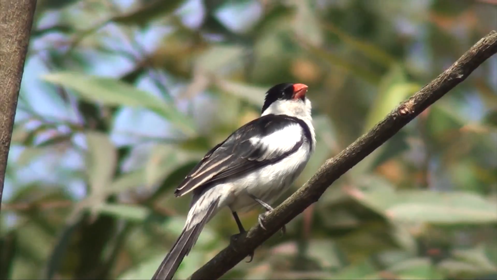 8-Day Budget Birdwatching Photography Tour Itinerary_Mtembezi African Safaris & Vacations