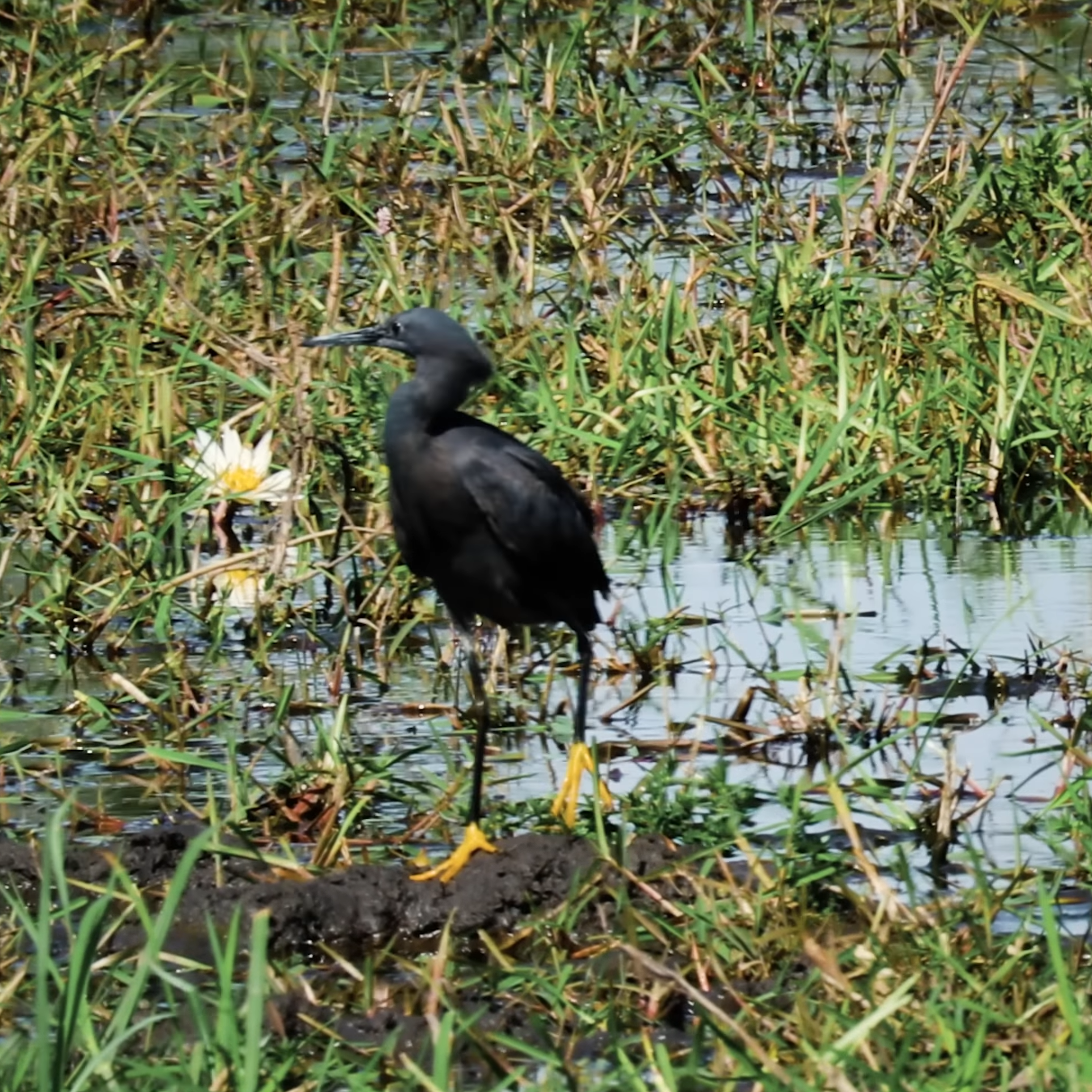 African Birdwatching Benefits Seniors_Mtembezi African Safaris