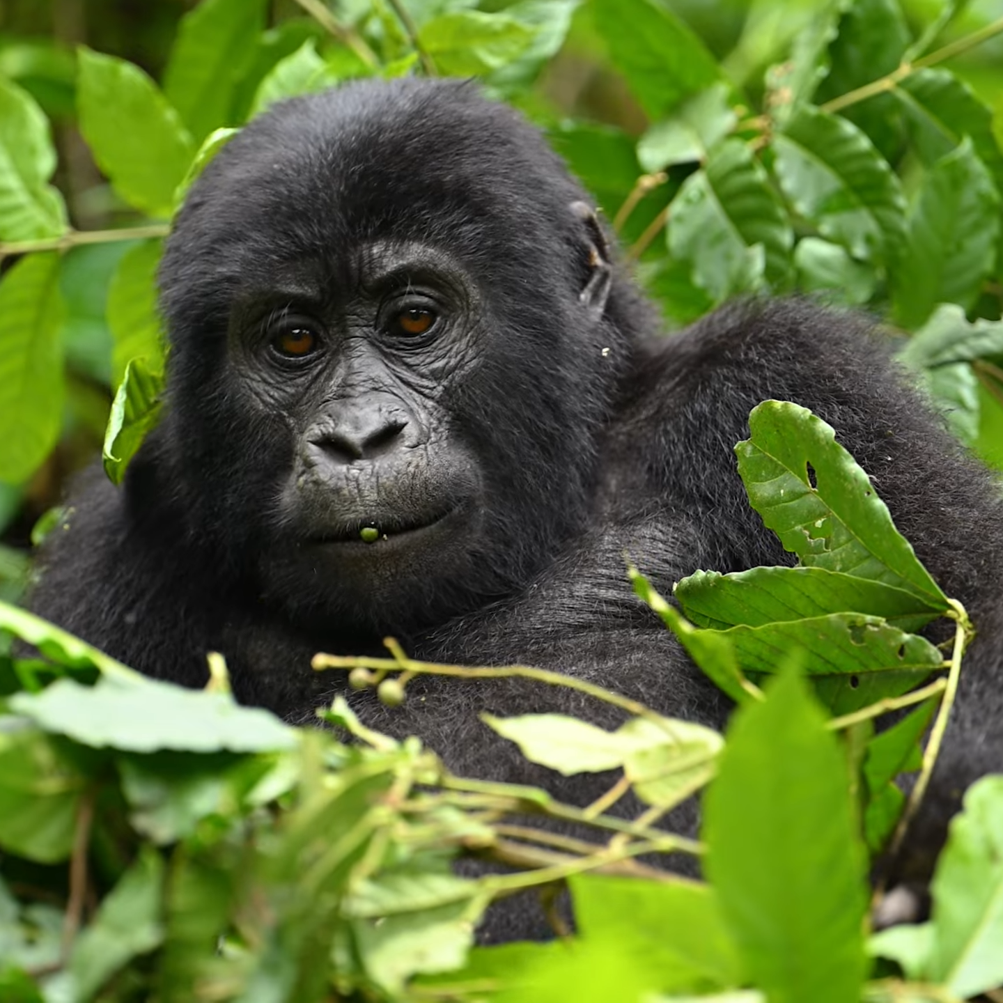 Mountain Gorillas | Great Apes of Africa & Primates