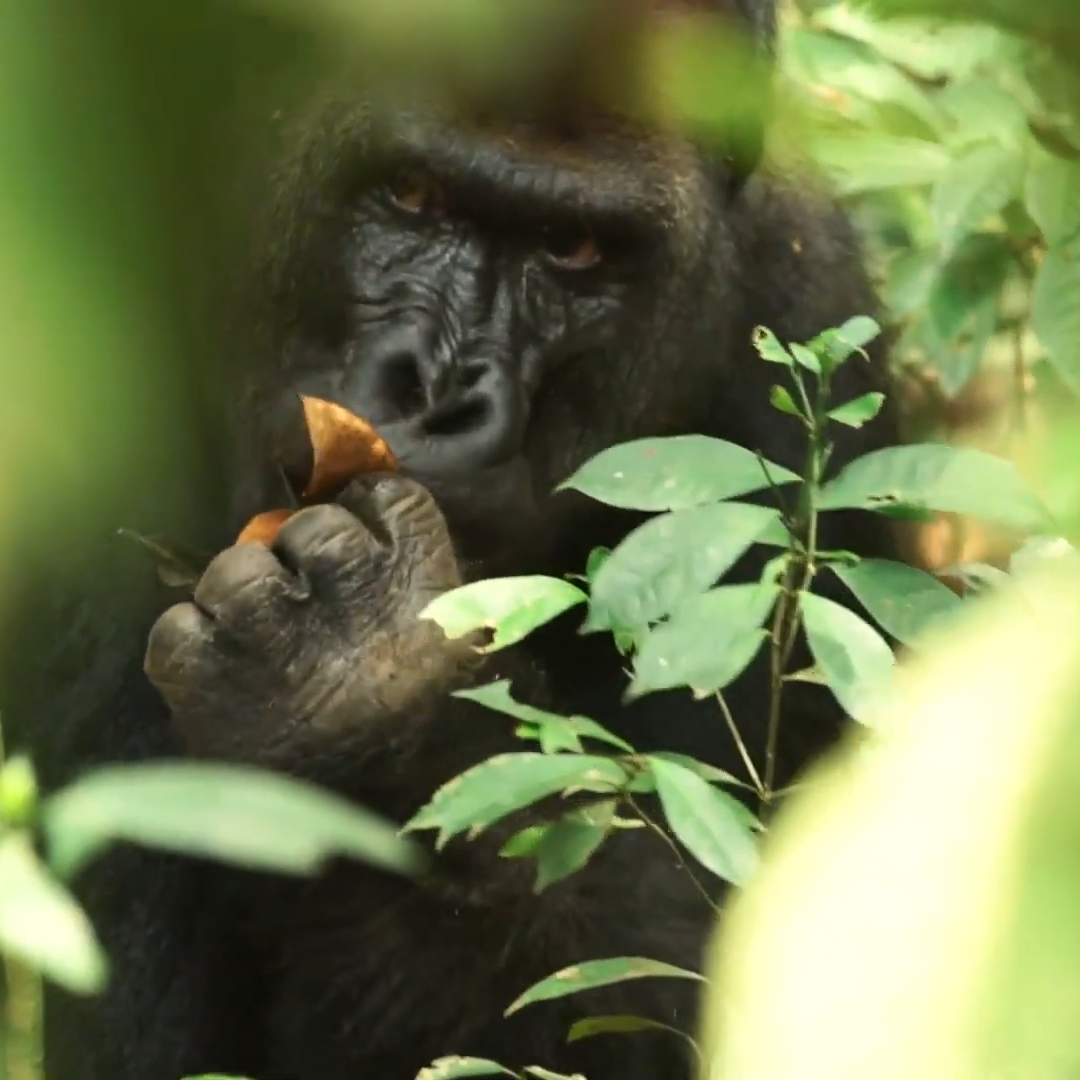 Western Lowland Gorilla in the Dzanga-Sangha Congo Western Lowland Gorilla Primates