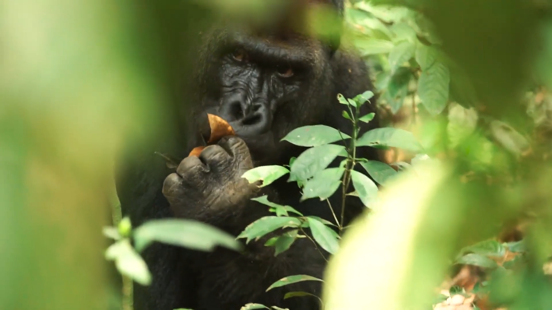 Western Lowland Gorilla Primates