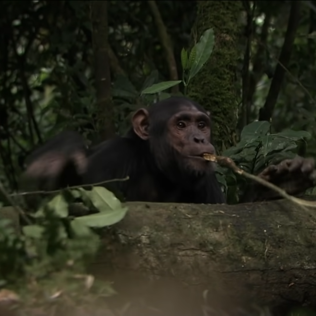 Chimpazees one of the Great Apes of Africa