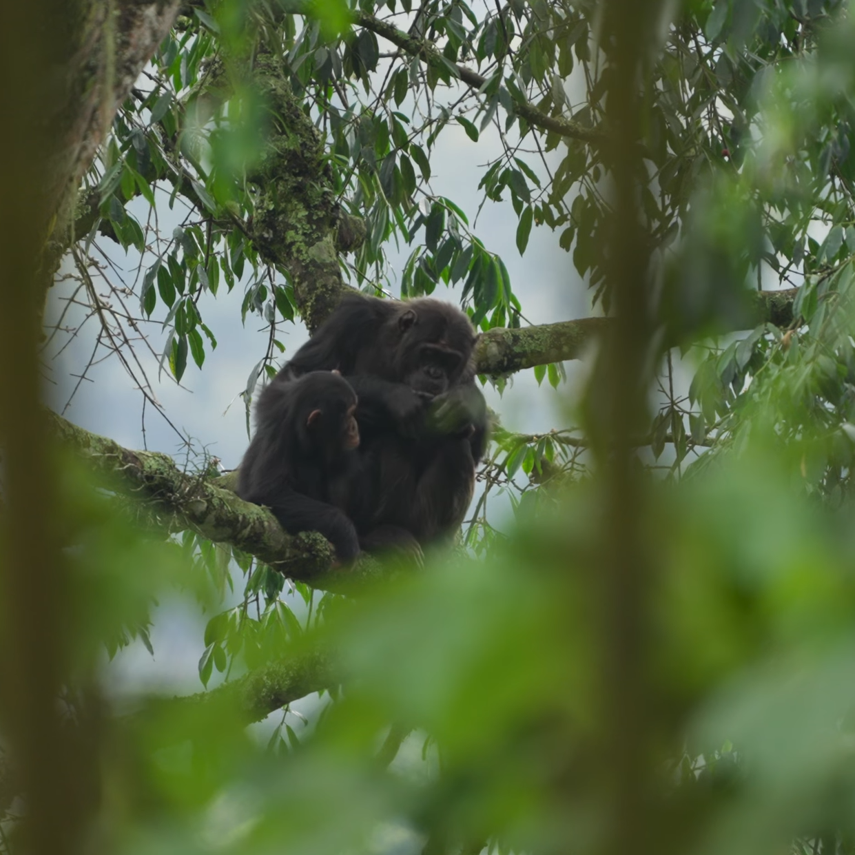 Primate tracking in Gishwati Mukura National Park