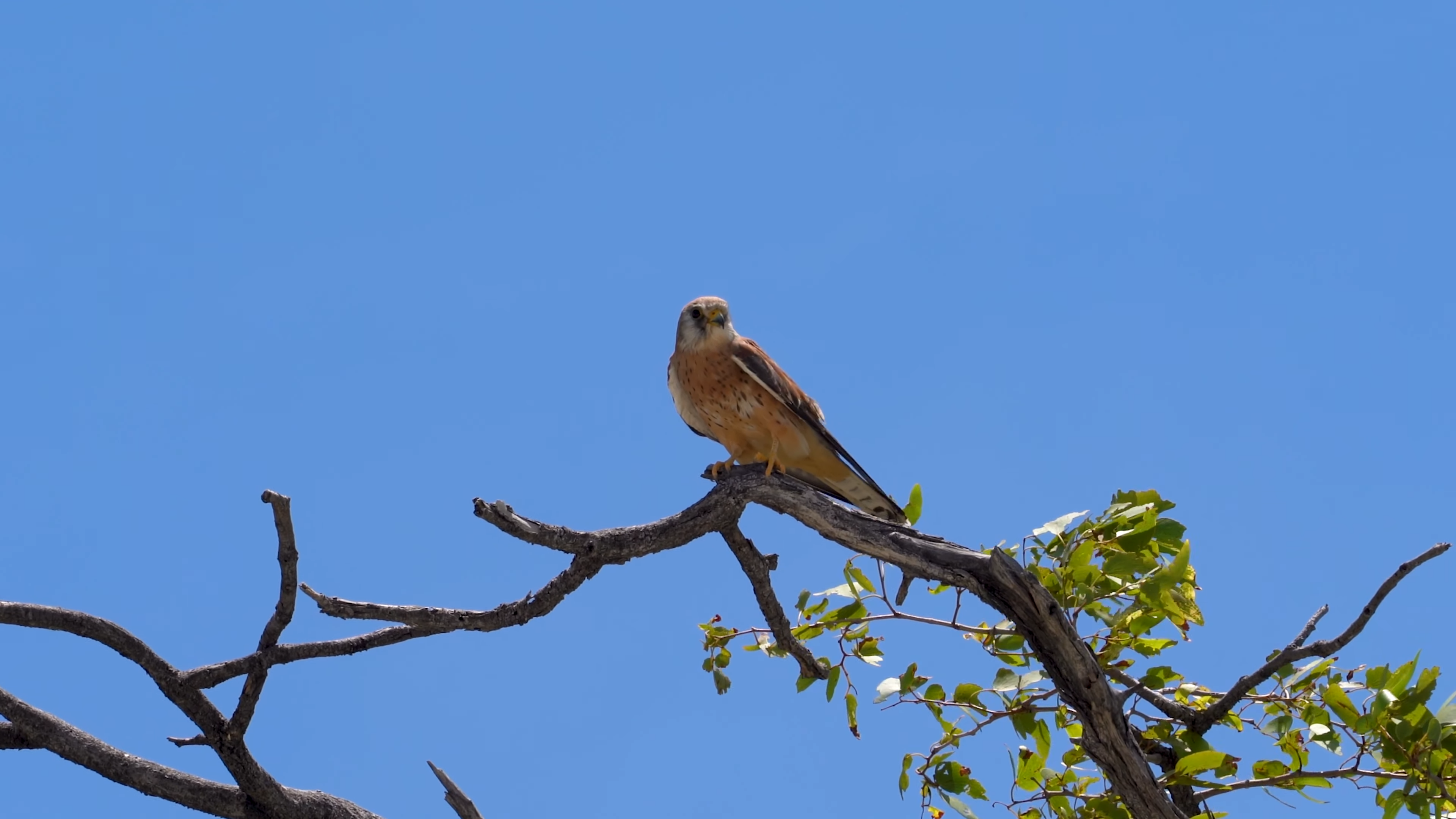 4-Day Tanzania Birding Holiday_Mtembezi African Safaris & Vacations