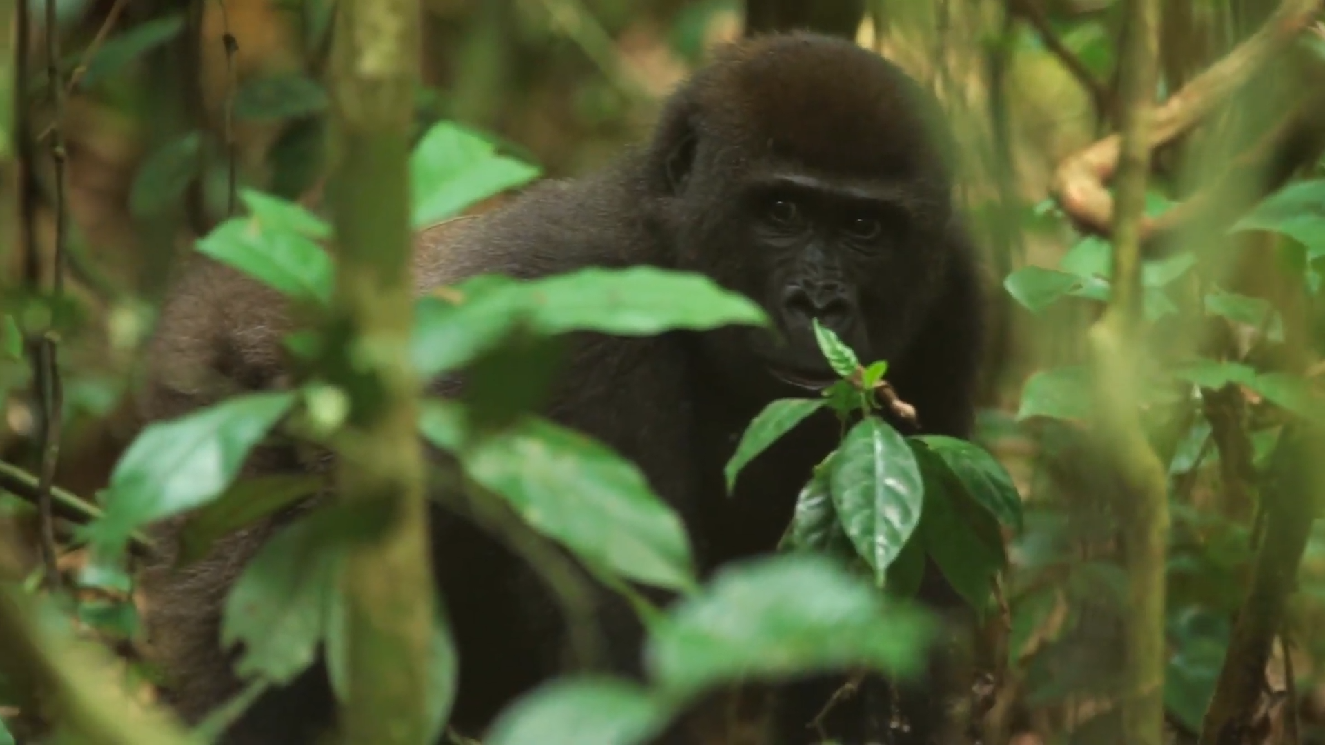 Western Lowland Gorilla in the Dzanga-Sangha Congo