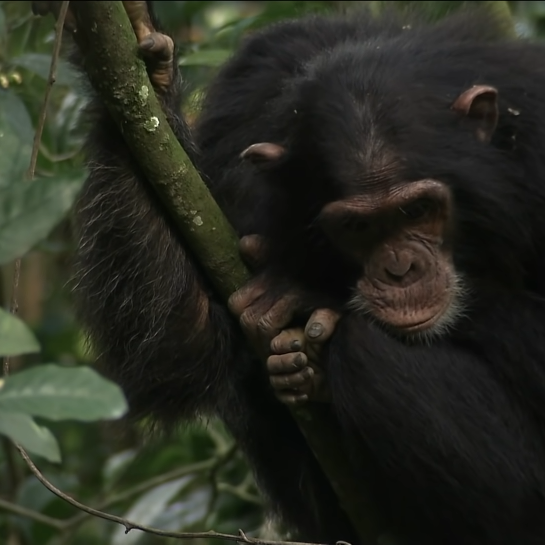 Chimpazees, one of the Great Apes of Africa & Primates