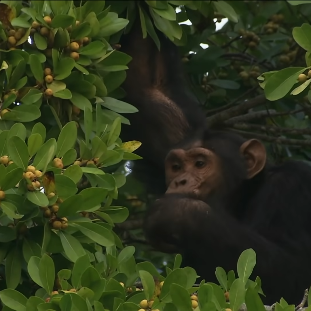 Kibale National Park: Chimpanzee tracking in Uganda