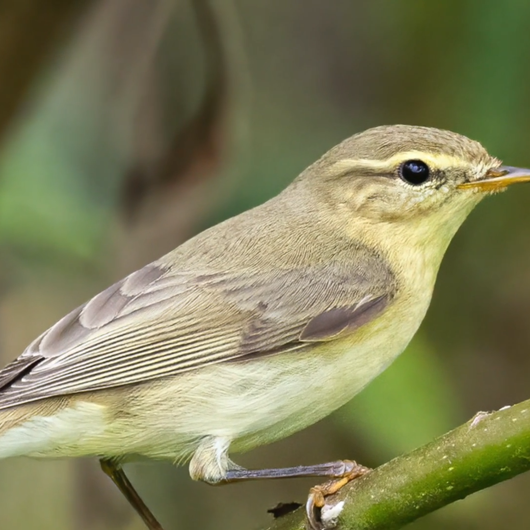 Willow Warbler (Phylloscopus trochilus) Rwanda Birdwatching Safaris: Willow Warbler (Phylloscopus trochilus)
