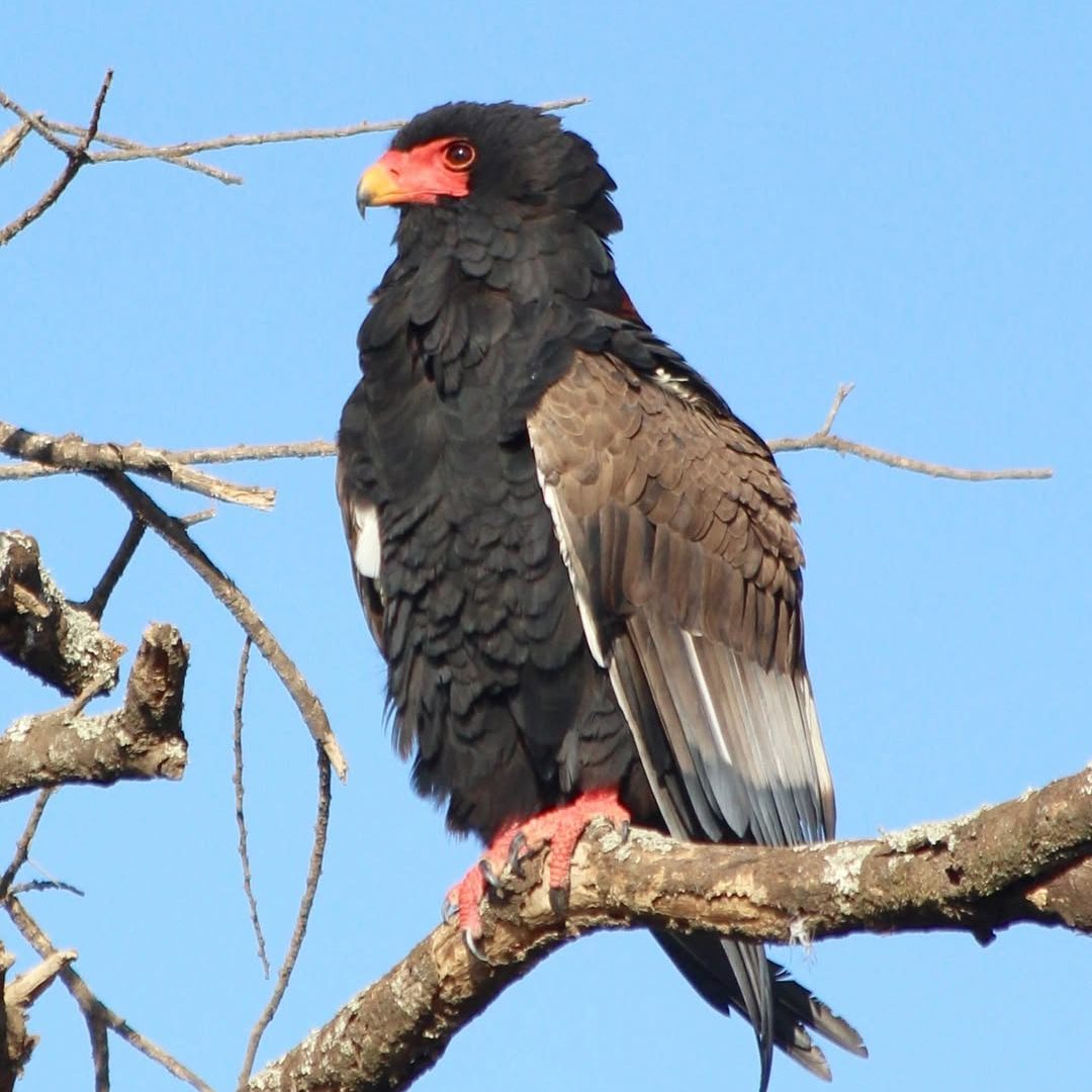 Bateleur (Terathopius ecaudatus)_Exclusive Tanzania Birding Tours_Mtembezi African Safaris
