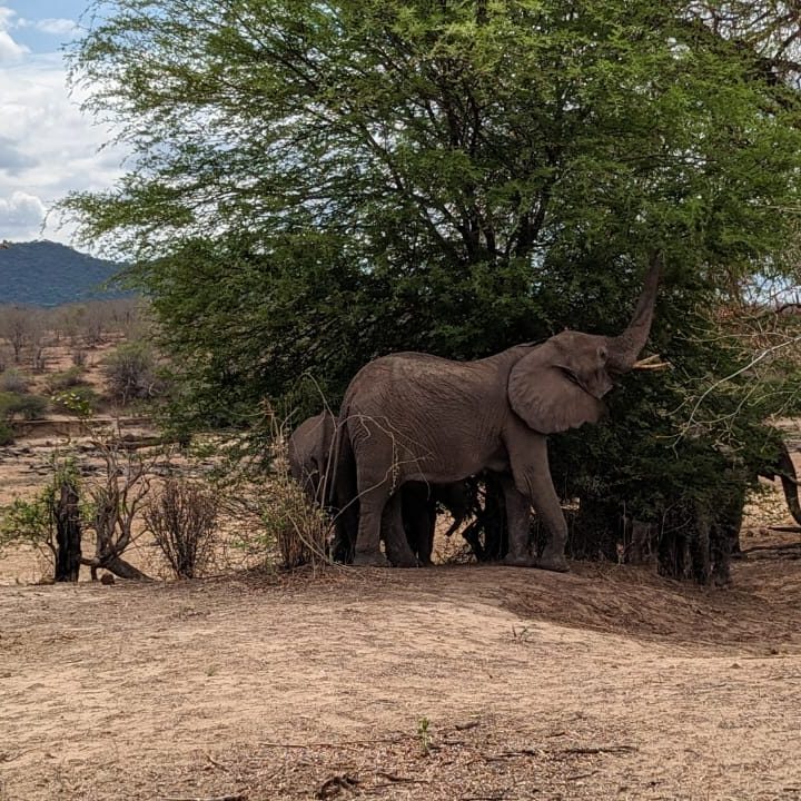 Elephant tracking in Ruaha National Park_Tanzania Safari experience_Mtembezi African Safari Elephant tracking in Ruaha National Park_Tanzania Safari experience_Mtembezi African Safari