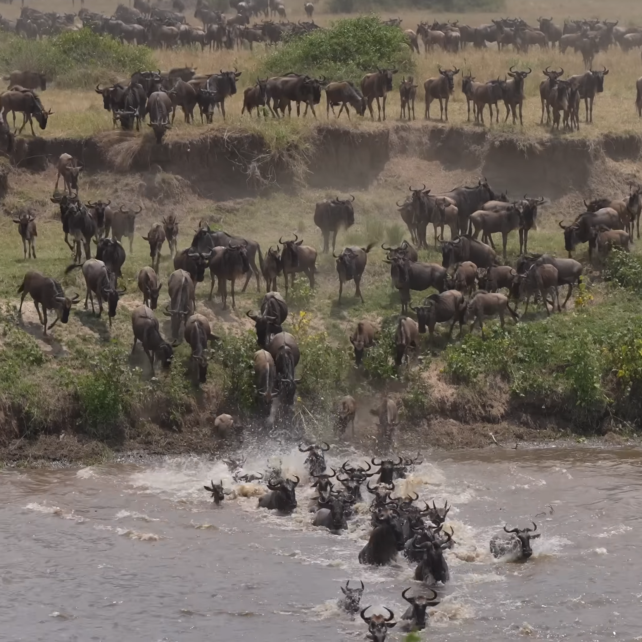 Great Migration Safari on the Mara River_Mtembezi African Safaris & Vacations Great Migration Safari on the Mara River_Mtembezi African Safaris & Vacations
