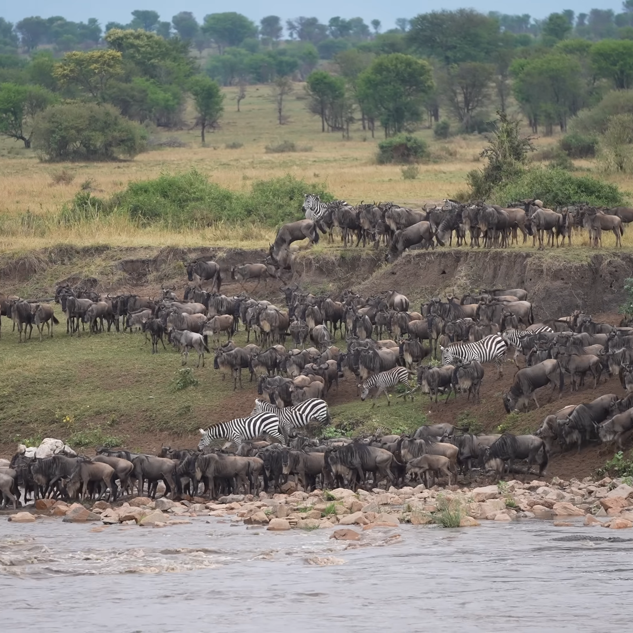 River Crossings Vs. Calving Season_Serengerti Mara River_Mtembezi African Safaris