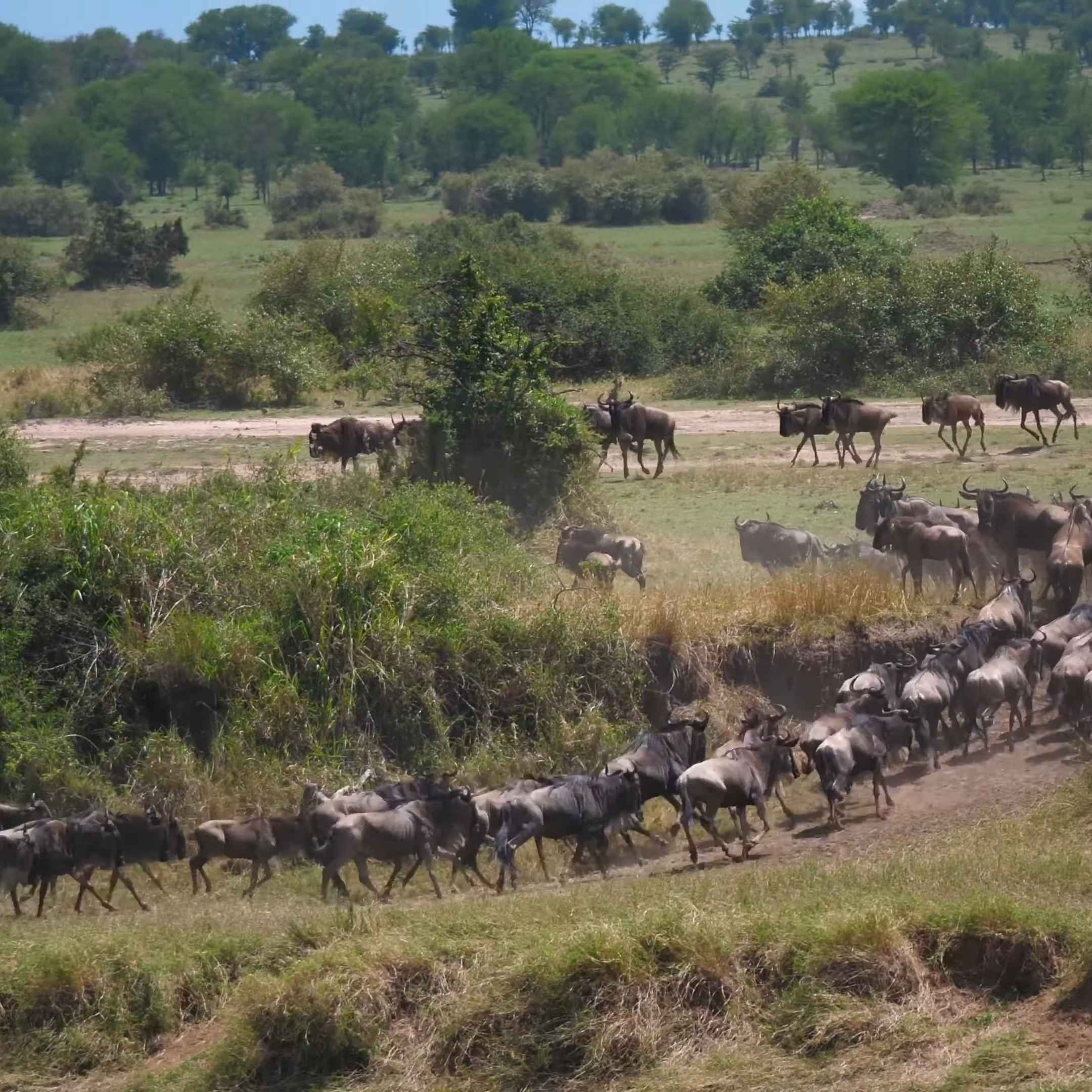 Serengeti-Mara Great Migration_Personalized 11-Day Ultra-Luxury Mobile Camp Safari _Mtembezi African Safaris & Vacations