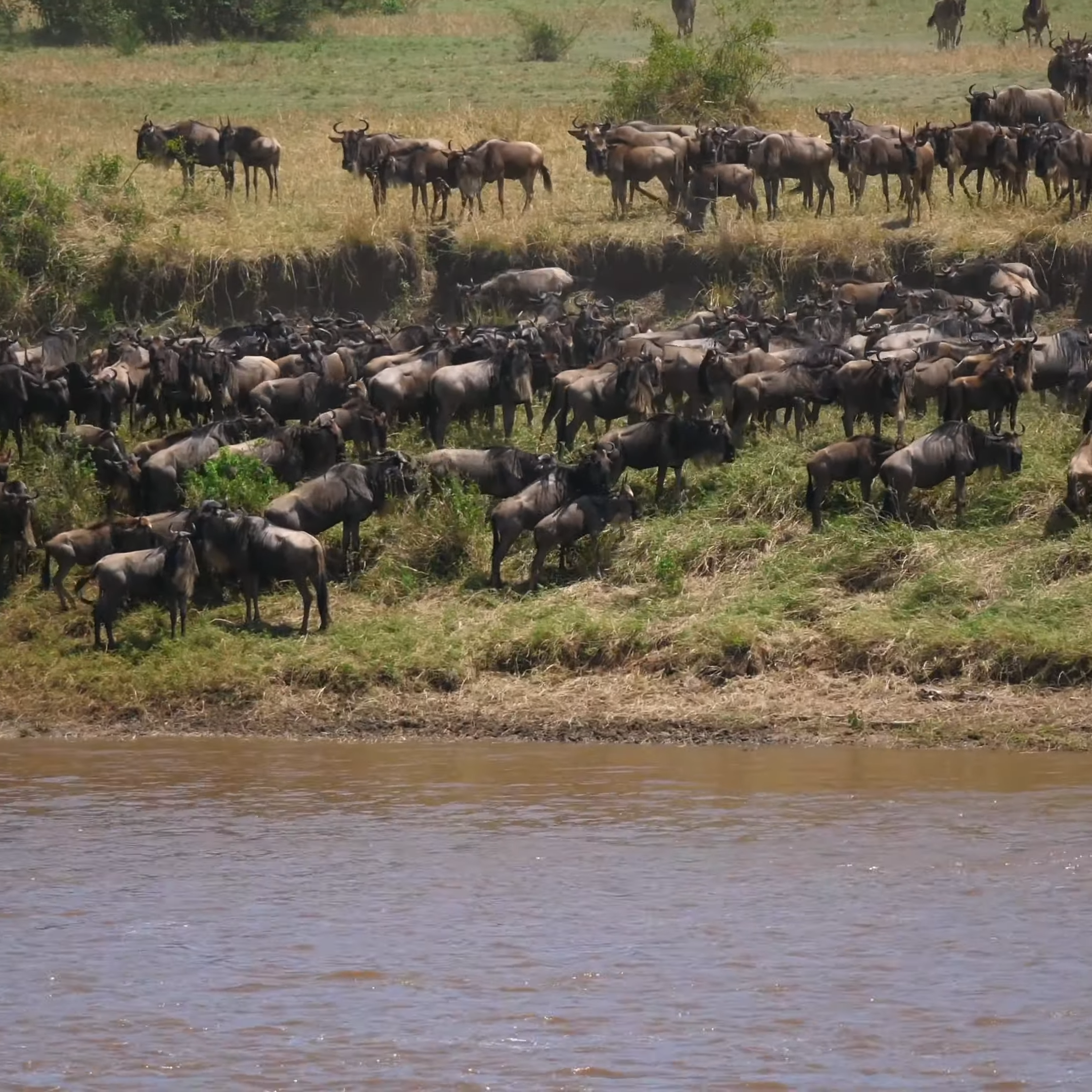 Mara River Crossing_11-Day Luxury Mobile Camp Safari_Mtembezi African Safaris & Vacations