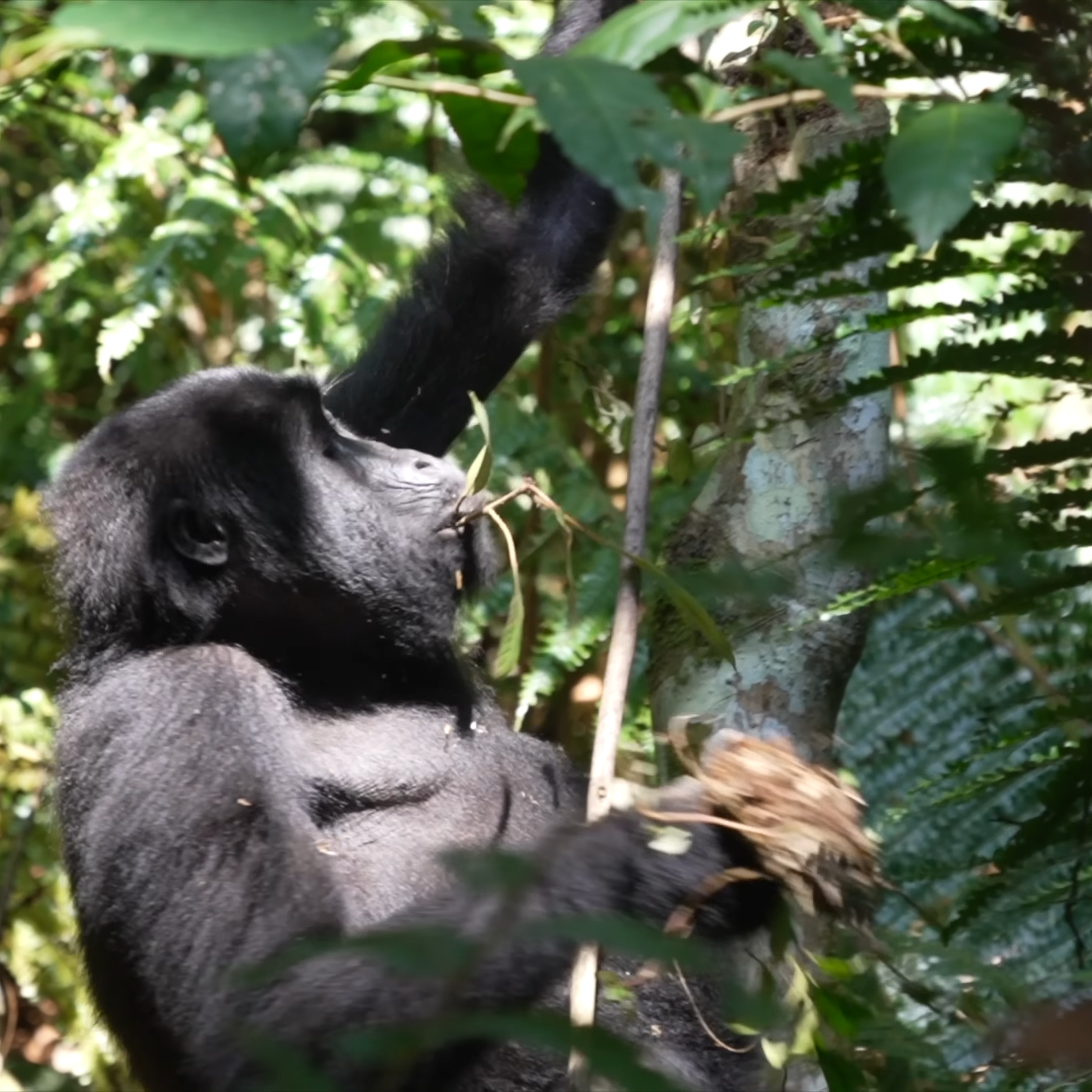 Bwindi Gorilla Trekking_Mtembezi African Safaris & Vacations Southern Africa Safari & East Africa Gorilla Trekking_Mtembezi African Safaris & Vacations