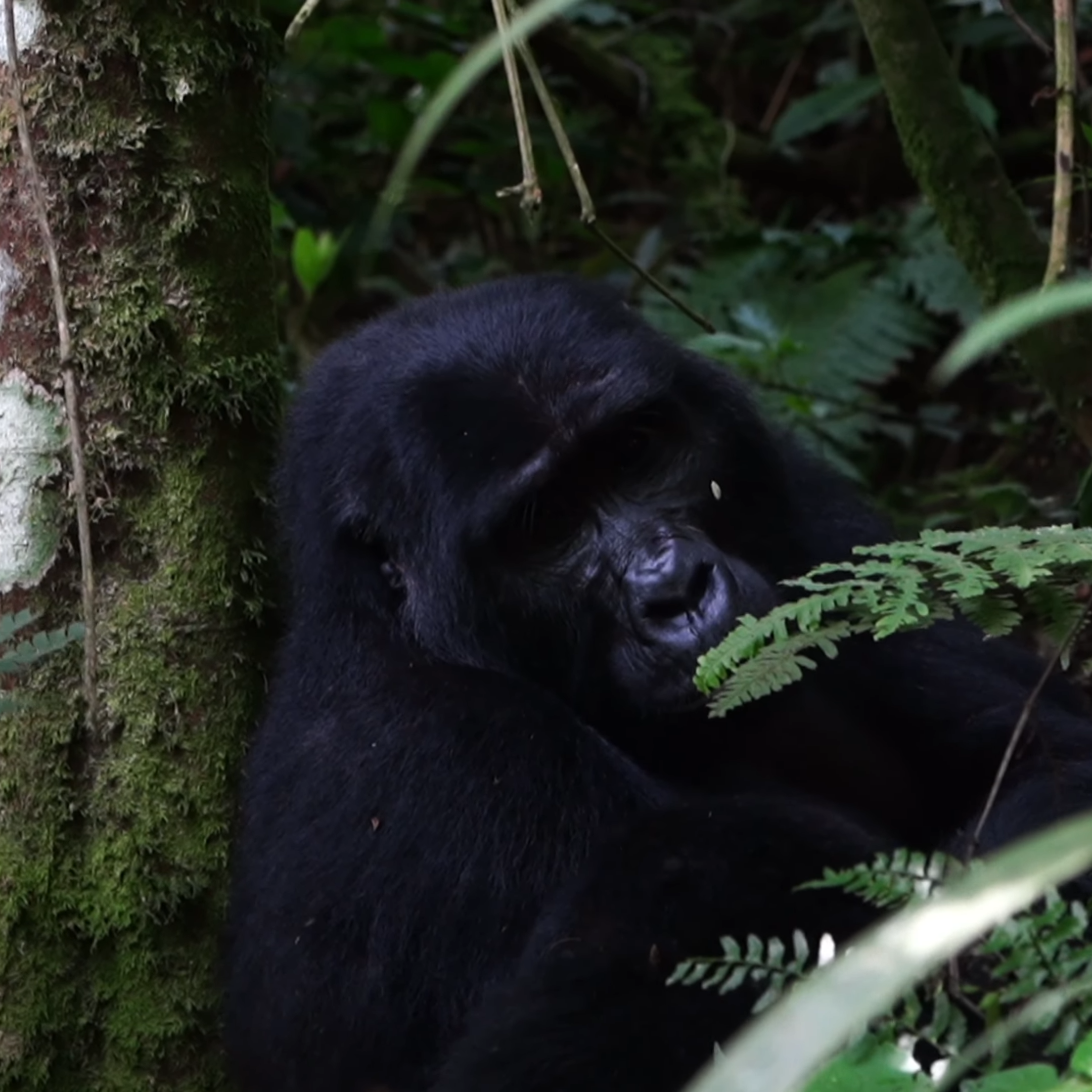 Fly-in Gorilla Trekking Tour Uganda_Mtembezi African & Vacations