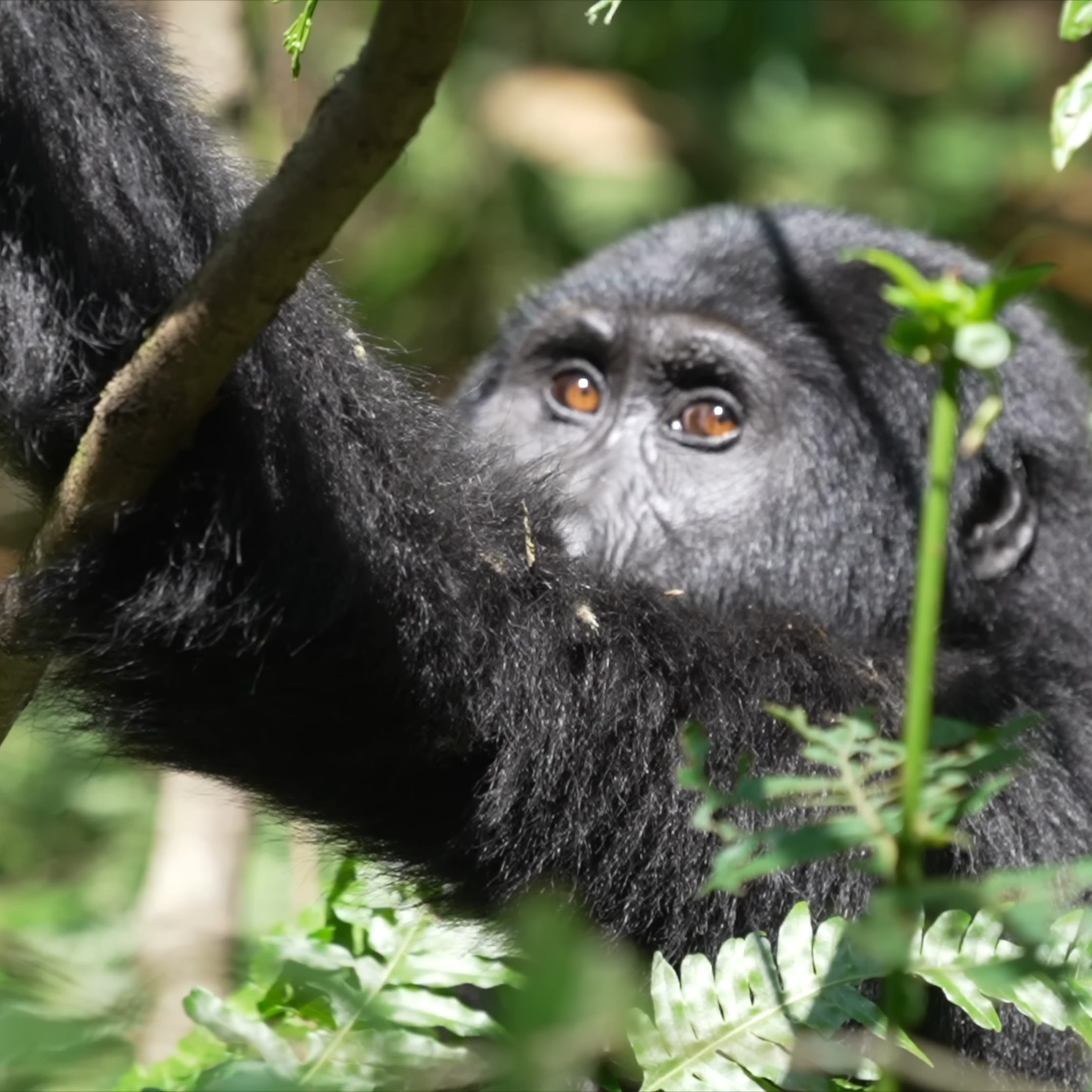 Gorilla Trekking Adventures Gorilla Trekking Beyond South Africa_Uganda_Rwanda_Congo_Mtembezi African Safaris