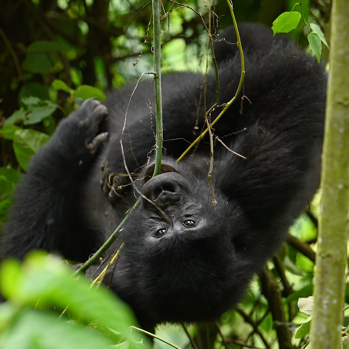 Gorilla Trekking in Bwindi National Park_Mtembezi African Safaris & Vacations Botswana Safaris & Uganda Gorilla Trekking_Mtembezi African & Vacations