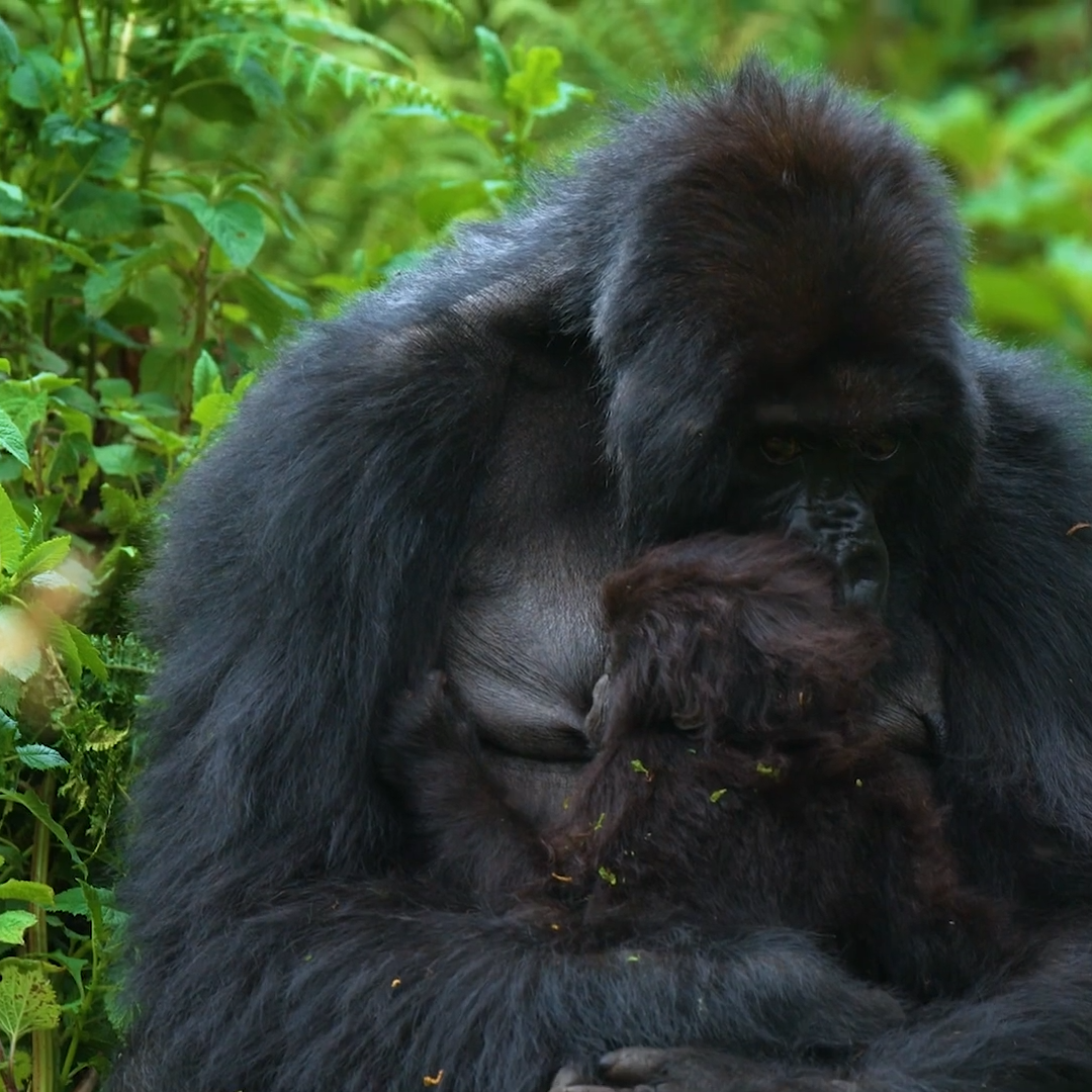 Volcanoes Gorilla Trekking_Mtembezi African Safaris & Vacations Southern Africa Safari & East Africa Gorilla Trekking_Mtembezi African Safaris & Vacations