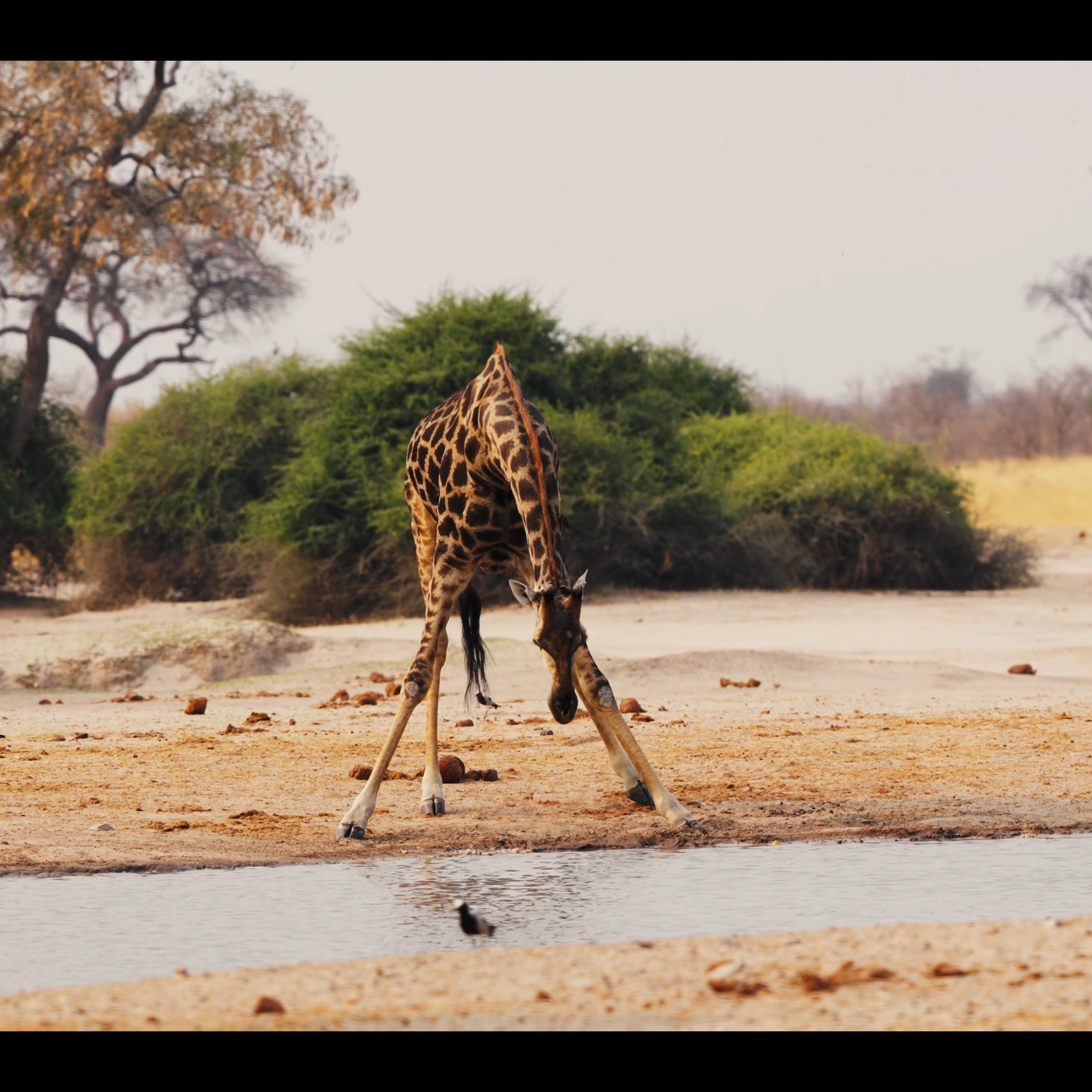 Wildlife Safaris In Botswana_Mtembezi African Safaris & Vacations Botswana Safaris & Uganda Gorilla Trekking_Mtembezi African & Vacations