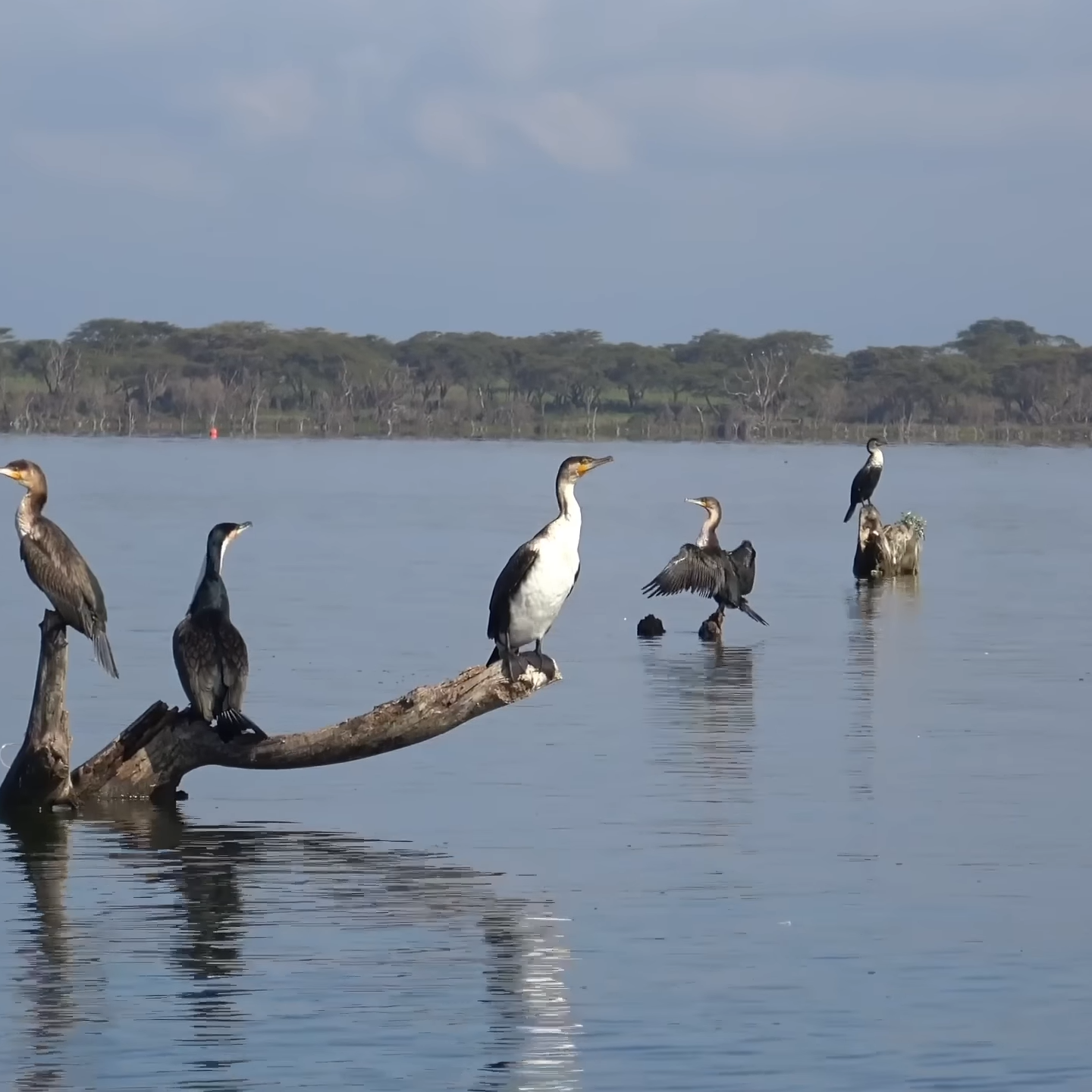 Birding Safaris in Kenya_Mtembezi Safaris