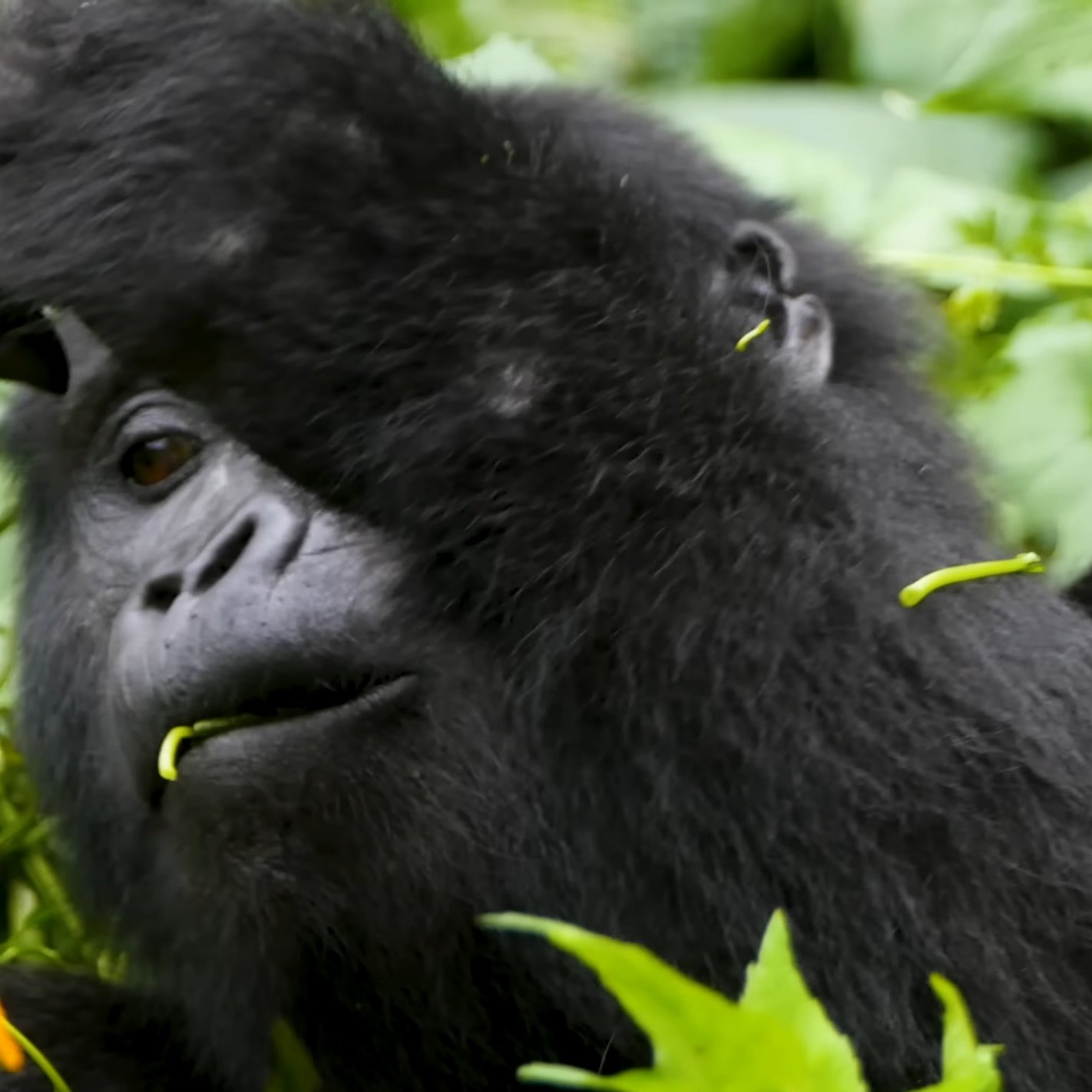Mountain Gorilla in Bwindi Impenetrable Forest_Mtembezi African Safaris & Vacations Mountain gorilla resting in Bwindi Impenetrable Forest, Uganda – Gorilla Trekking Guide