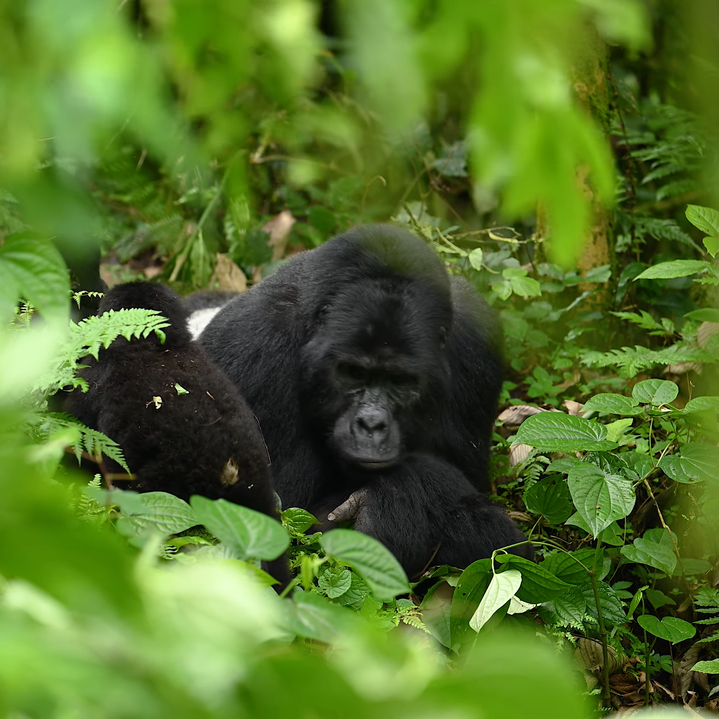 Bwindi Gorilla Trekking Safari Experiences_Trekking Sectors
