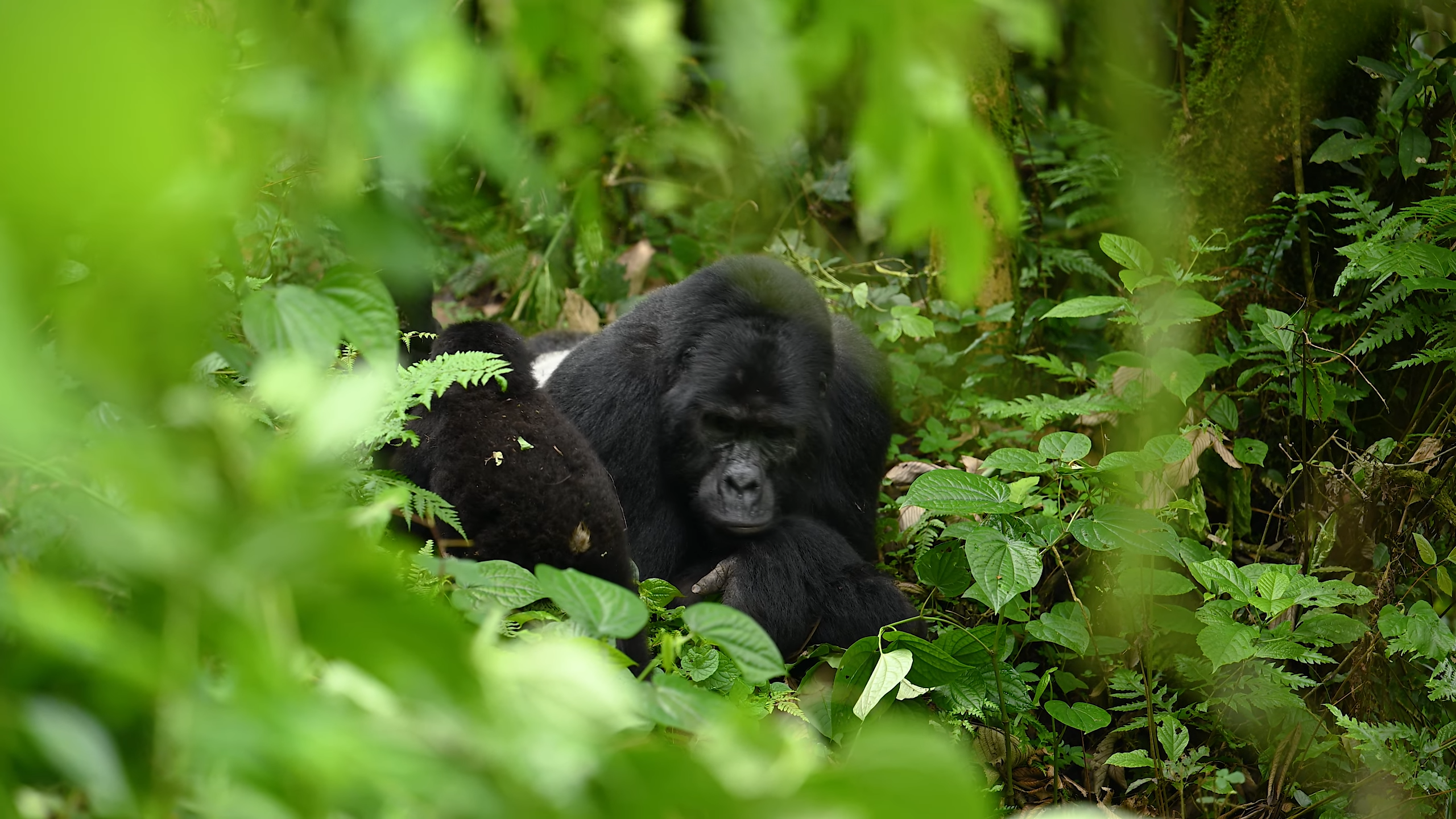 Bwindi Gorilla Trekking Safari Experiences_Trekking Sectors