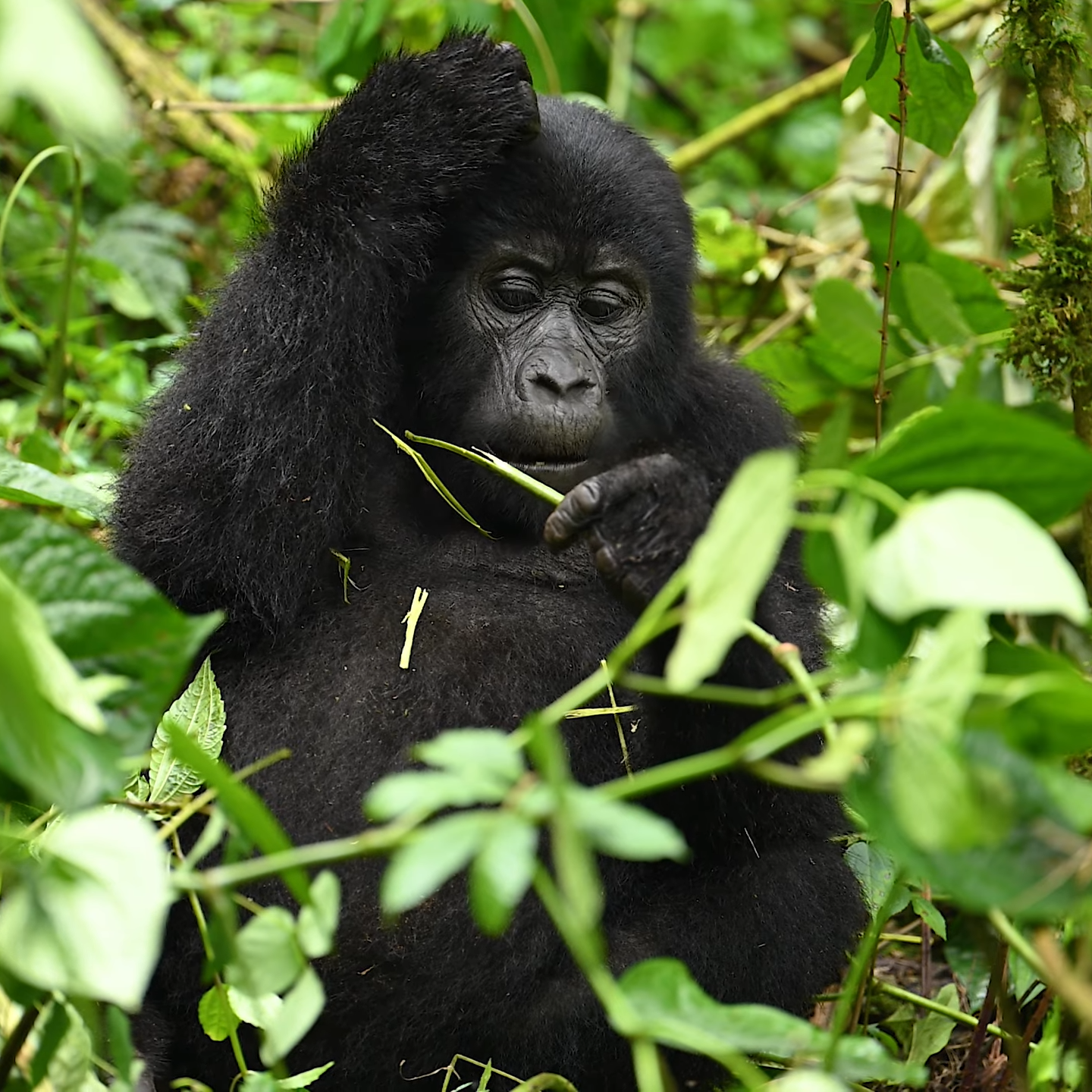 Gorilla Trekking in Bwindi Sectors Gorilla Families in Uganda and Rwanda: Top Groups To See