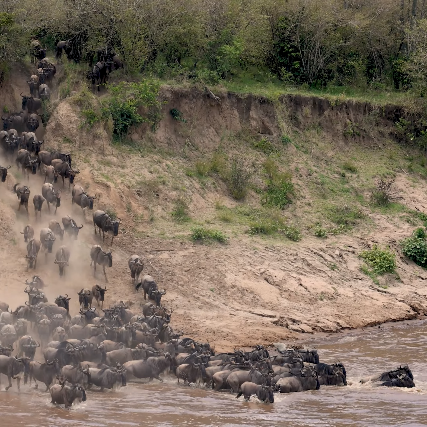 Great Migration Safari Expedition African Summer Great Migration Tour_Mtembezi Safaris